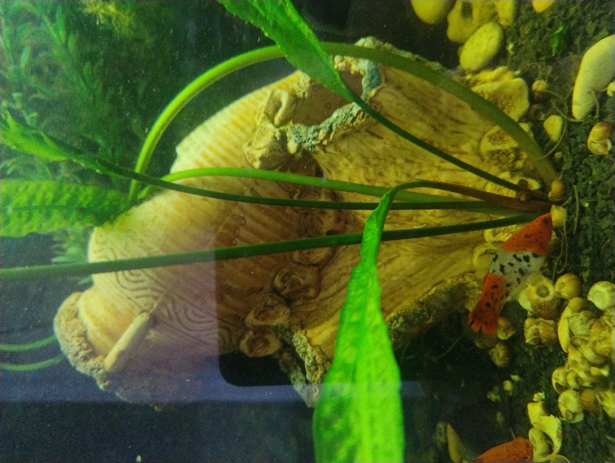 In an aquarium, a large, hollow, shell-like decoration with intricate circular carvings is partially submerged. Several green aquatic plants grow around and behind the decoration. In the foreground, a small, white, speckled fish with orange fins swims near a cluster of small, light-colored snails and pebbles. Another small orange fish is visible to the left. The aquarium substrate is dark and appears to be covered with fine gravel and shells.