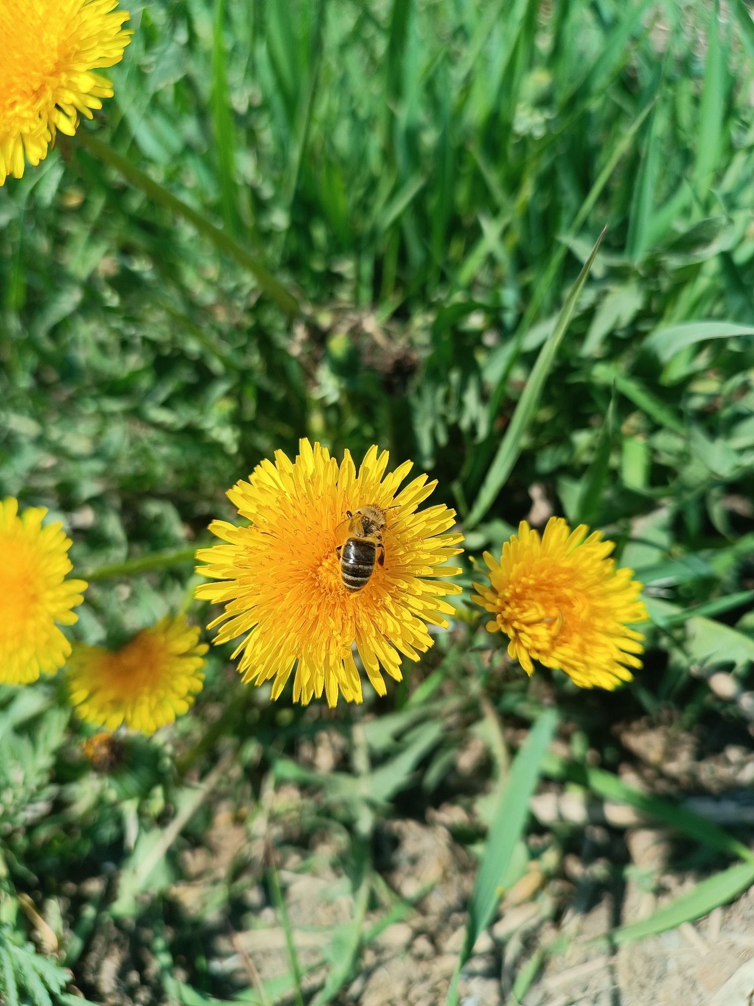 The image shows a patch of dandelions in full bloom, surrounded by green grass. A bee is foraging on one of the central dandelions. The scene is likely outdoors in a natural setting. It is not possible to determine the precise location in the city of Chaikovsky, Russia.