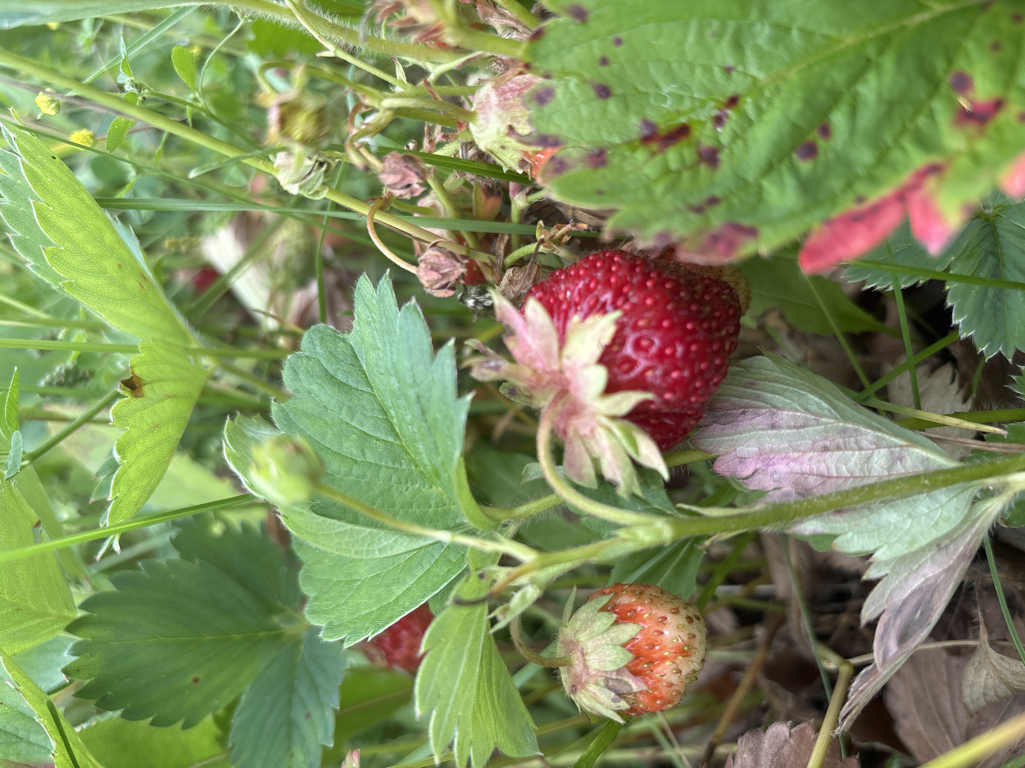 This is a close-up, eye-level, outdoor shot of several strawberries growing on a plant. The strawberries are in various stages of ripeness, with some being bright red and others a lighter red and orange. The plants have green leaves, some of which show signs of disease or damage, with purple spots. The background is a blur of green foliage and some brown dead leaves, suggesting a natural setting. The image appears to be taken during daylight hours. No people or animals are visible in the frame. The location is specified as Bobrovka, Russia.