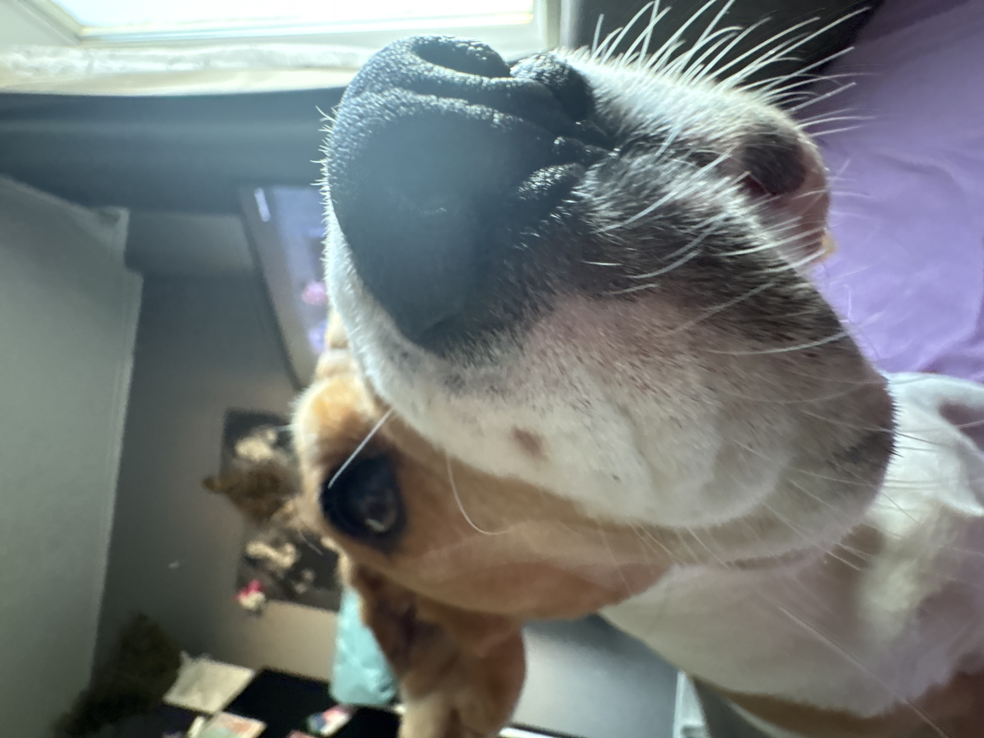 A close-up, low-angle shot shows the head of a brown and white dog. The dog's nose is prominent in the foreground, with its snout taking up much of the frame. The dog's left eye is visible, looking towards the camera. In the background, a blurred indoor environment is suggested, with a window and curtains on the right. There is no indication of the city of Марковский, Russia, or any specific location.