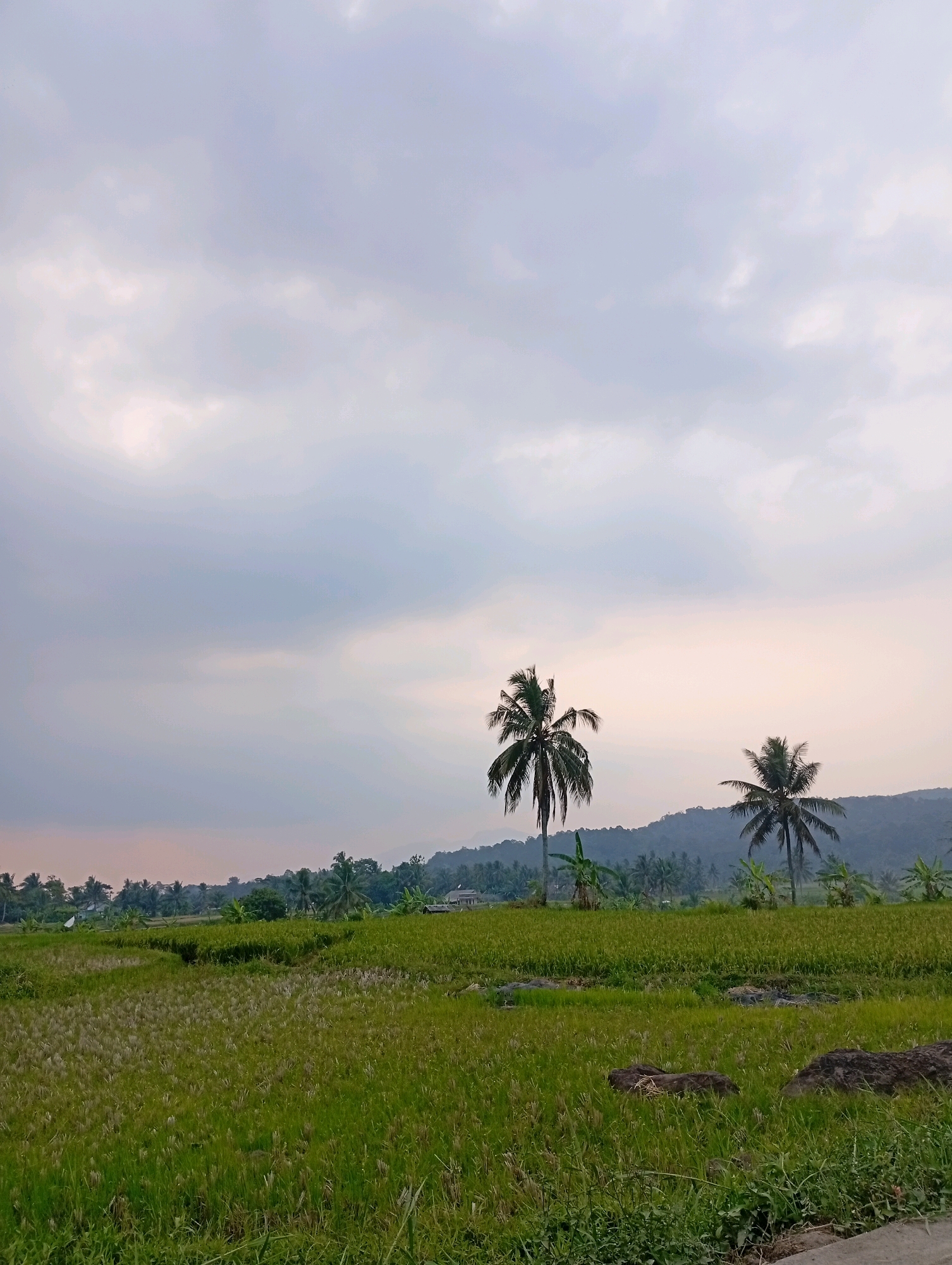 An overcast sky looms above a rural landscape in Ciomas, Indonesia. In the foreground, a bright green rice paddy stretches across the frame, with patches of cut stalks scattered throughout. Two mature coconut trees stand tall in the mid-ground, their fronds rustling in the gentle breeze. Behind them, a lush green forest blankets a rolling hill, with a few houses nestled amongst the trees. The scene is bathed in soft, diffused light, creating a peaceful and serene atmosphere.