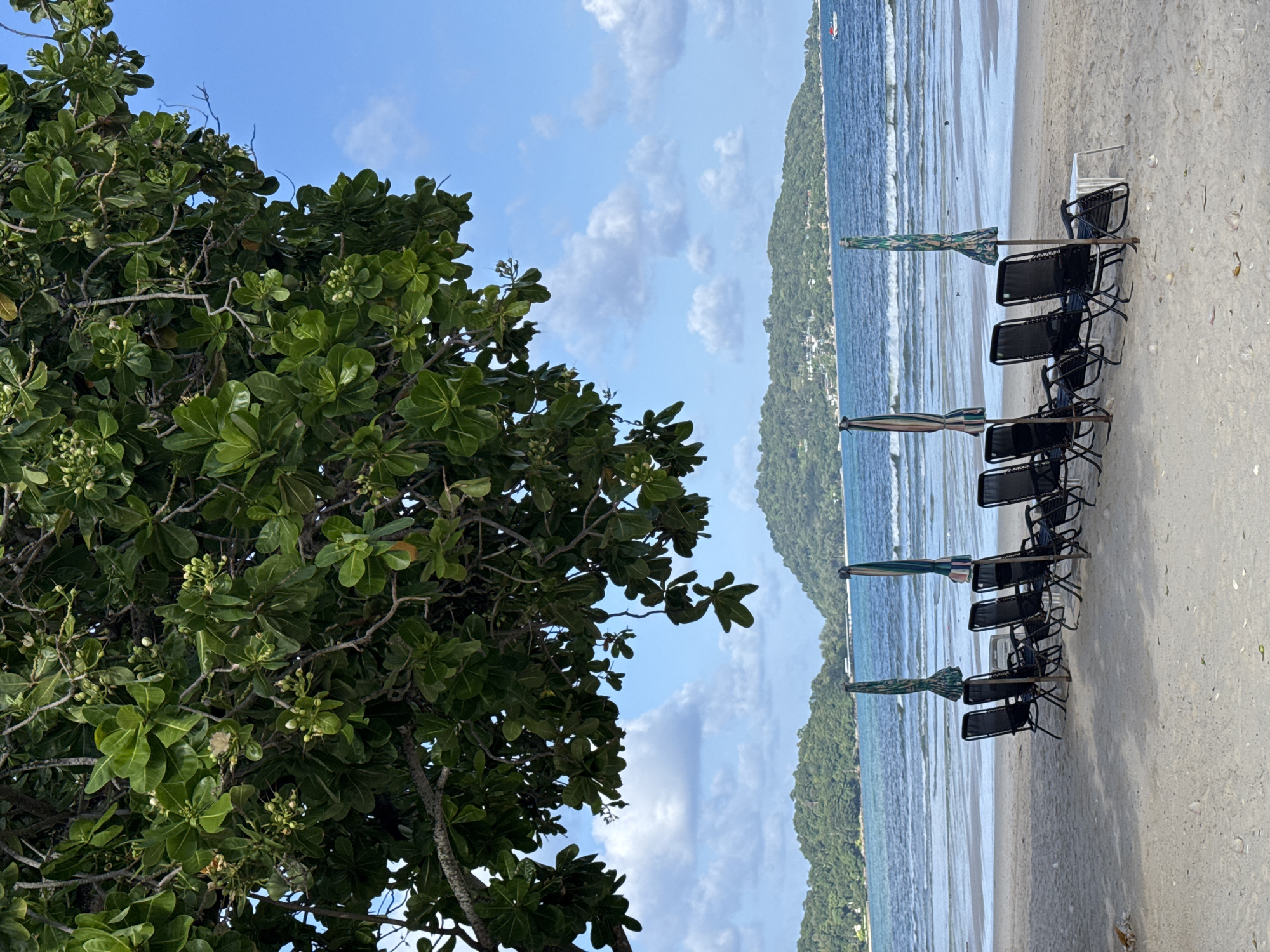 A sun-drenched beach scene in Patong, Thailand, is depicted. A large tree with lush green leaves and small white buds overhangs the foreground, its branches casting dappled shadows on the sand. Beneath the tree, several black lounge chairs with matching umbrellas are arranged facing the tranquil blue sea. The umbrellas are partially closed, with two fully extended. The water is calm, with gentle waves lapping the sandy shore. In the distance, a chain of verdant, tree-covered islands forms the horizon, their slopes dotted with buildings. The sky is a clear blue, punctuated by fluffy white clouds. A small white boat is visible in the water to the right. The beach itself is composed of light-colored sand with scattered shells and small pieces of debris.