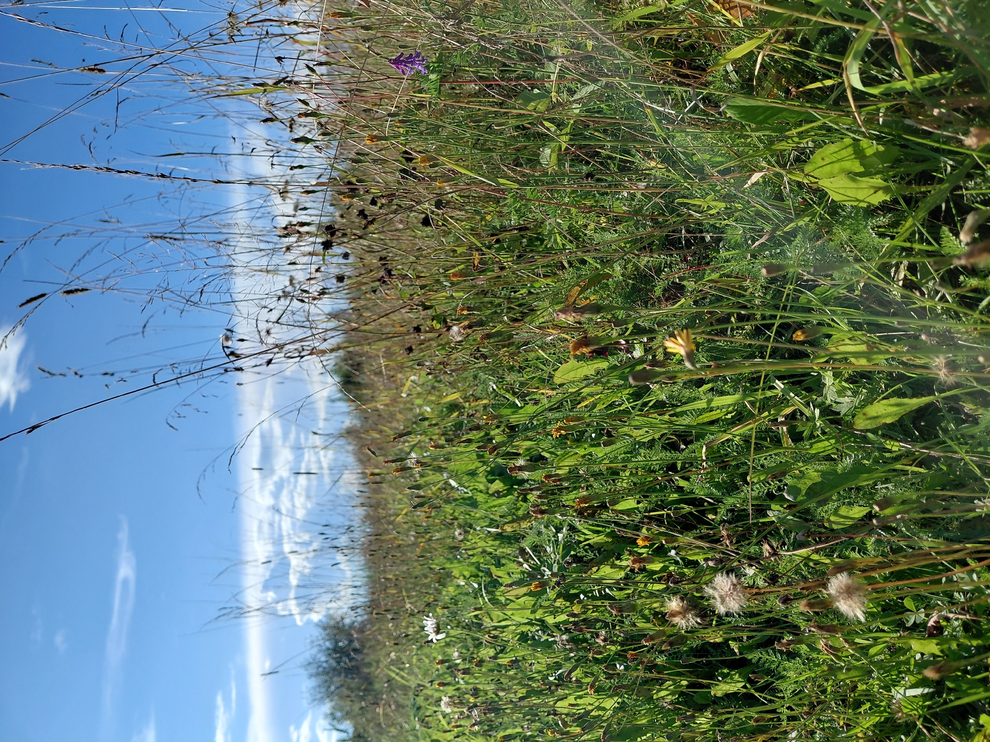 The image depicts a sunlit field of tall grasses and wildflowers under a bright blue sky with scattered white clouds. The foreground is densely packed with green vegetation, including dandelion-like seed heads, some with yellow flower remnants, and broad green leaves. A single white flower is visible to the left, and a small purple flower is positioned towards the right, amidst the taller dried grasses and seed stalks that dominate the middle and background. The overall impression is of a wild, natural landscape. No people are present, and no specific landmarks indicating Malinovka, Russia are identifiable in the scene. The environment is natural and rural, characterized by a dense growth of wild flora.