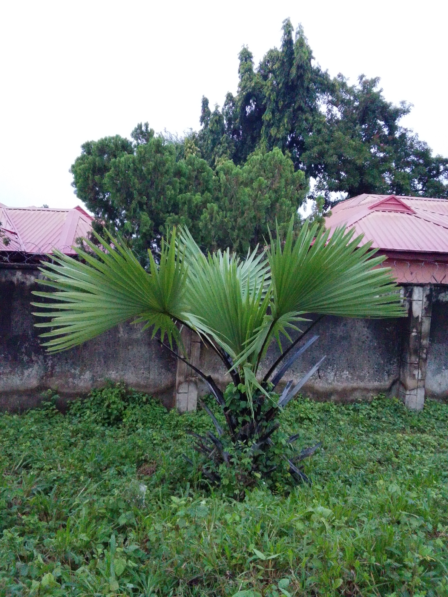 In Serti, Nigeria, an image captures a young palm tree with large, fan-shaped leaves in the foreground, positioned in front of a rough, gray concrete wall. Behind the wall, two buildings with red, corrugated metal roofs are visible, suggesting a residential or commercial area. A barbed wire fence runs along the top of the wall. Further in the background, a dense cluster of green trees forms a backdrop against an overcast sky. The ground in front of the wall and around the palm tree is covered in lush, green grass and other low-lying vegetation. The scene appears to be an outdoor environment, possibly a yard or a common area within the city.