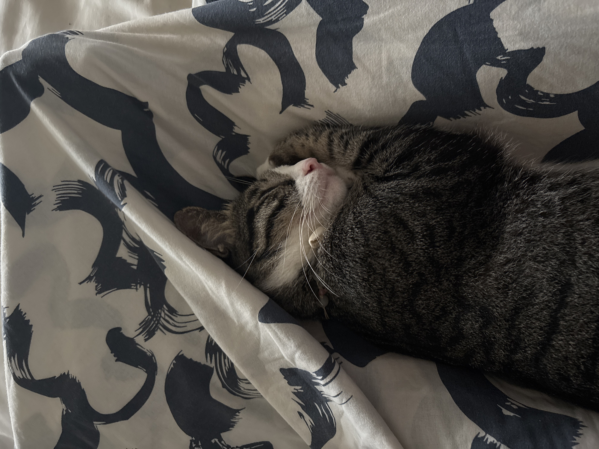A tabby cat is sleeping curled up on a bed with a duvet cover that has a black brushstroke pattern. The cat's head is resting on its paw, and its eyes are closed. A thin, light-colored collar is visible around the cat's neck. The scene appears to be indoors, with soft lighting. There is no indication of the location being Kuta Selatan, Indonesia.
