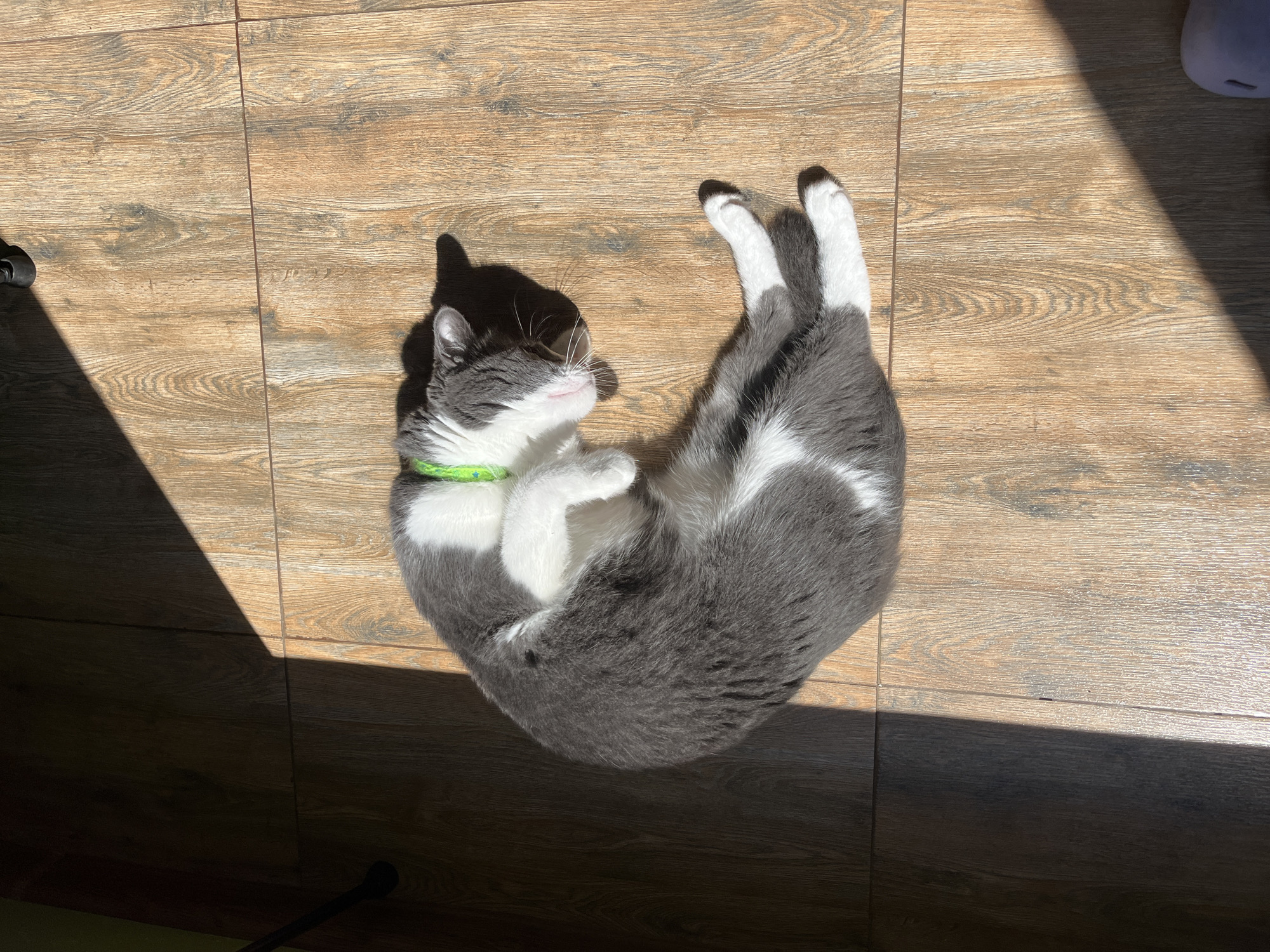 A gray and white cat is curled up and sleeping on a wooden floor. The cat is wearing a bright green collar. Sunlight is streaming in from the left side of the image, casting a strong shadow across the cat and the floor. The floor appears to be made of wood-look tiles. The image was taken in Ureki, Georgia.