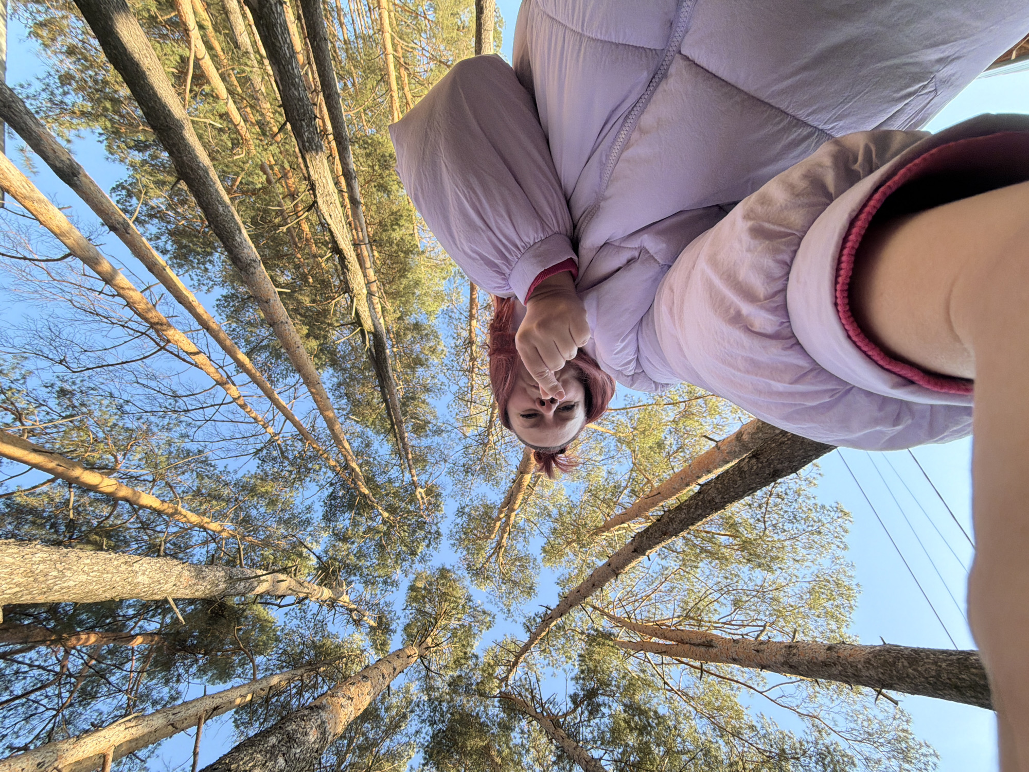 A low-angle shot looks up through a forest of tall pine trees in what appears to be a sunny, late afternoon. The trees, varying in bark color from light tan to dark gray, create converging lines towards the center of the frame, contrasting against a clear, light-blue sky. In the foreground, filling the top portion of the frame, a person is taking the picture and pointing a finger. This individual wears a puffy, light-lavender winter coat with burgundy trim at the sleeves. The setting appears to be in a natural wooded area. The location is Chaikovsky, Russia.