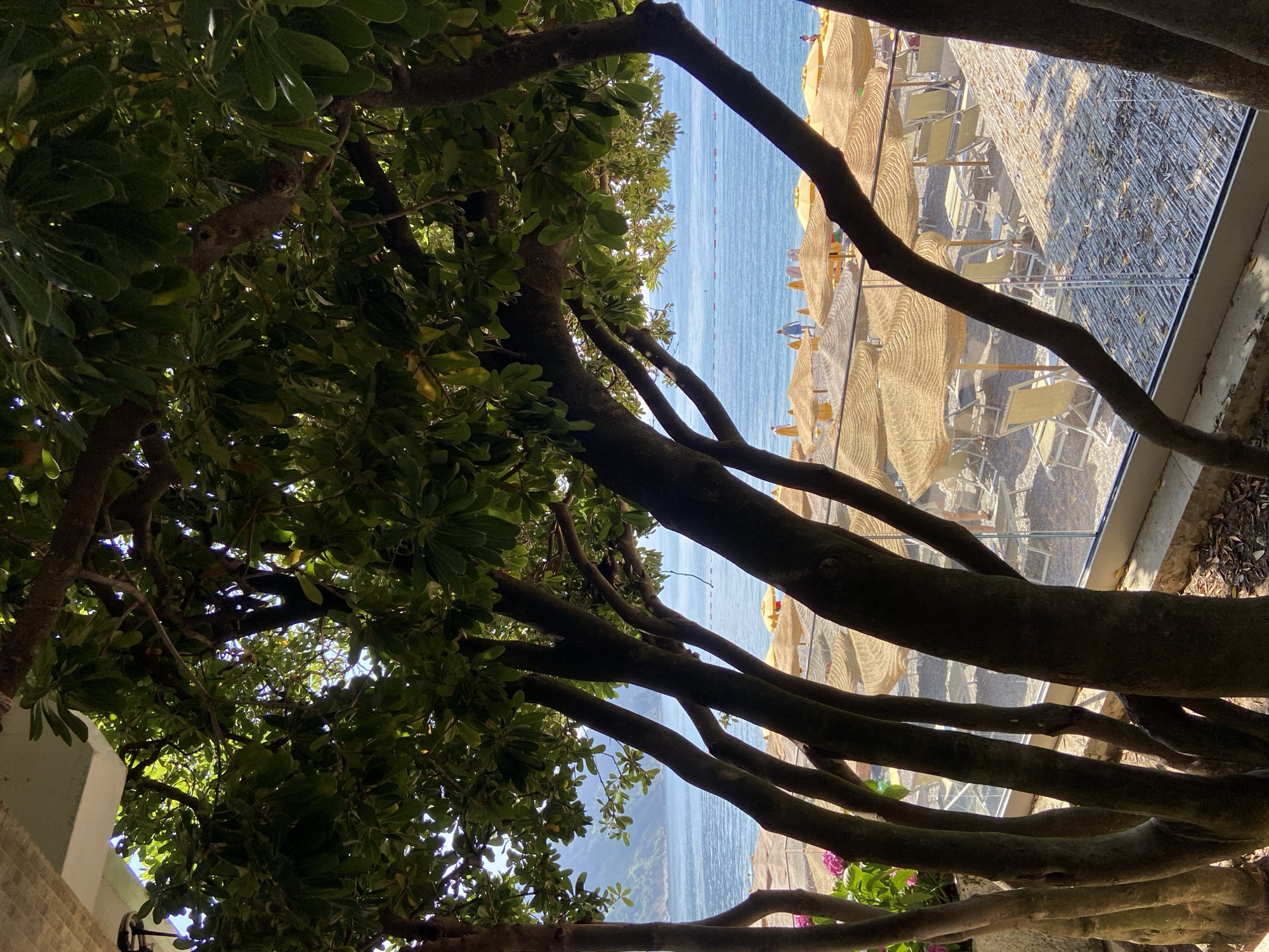 This is a vertical, eye-level shot of a beach and ocean scene as viewed through trees. The foreground is dominated by the dark trunks of several trees, with lush green leaves obscuring the upper portion of the frame. Sunlight filters through the leaves, creating dappled light. Beyond the trees, a beach with many straw umbrellas and empty lounge chairs is visible. The ocean is a calm blue, with a few people wading or standing near the water's edge. In the distance, a hazy mountainous coastline can be seen. The overall atmosphere is serene and inviting, suggesting a warm, sunny day at the beach in Prijevor, Montenegro.