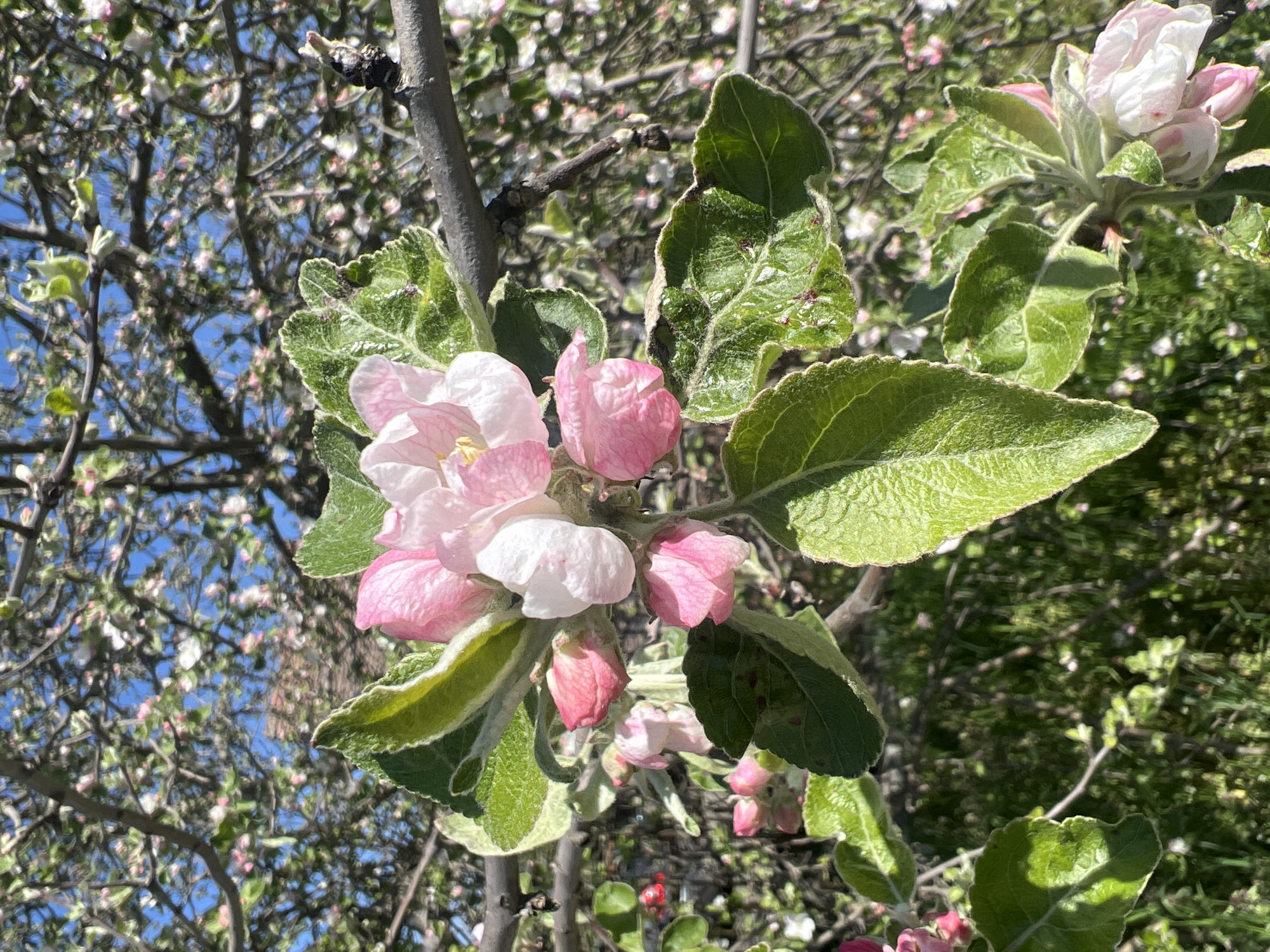 A close-up shot taken in Sremska Rača, Serbia, focuses on a cluster of apple blossoms on a tree branch. The blossoms are a mix of open and closed buds, with colors ranging from white to pink. The leaves surrounding the blossoms are green with lighter, almost white, edges. The background is a mix of tree branches, sky, and other blossoms, creating a blurred depth. The light is bright and casts shadows on the leaves.