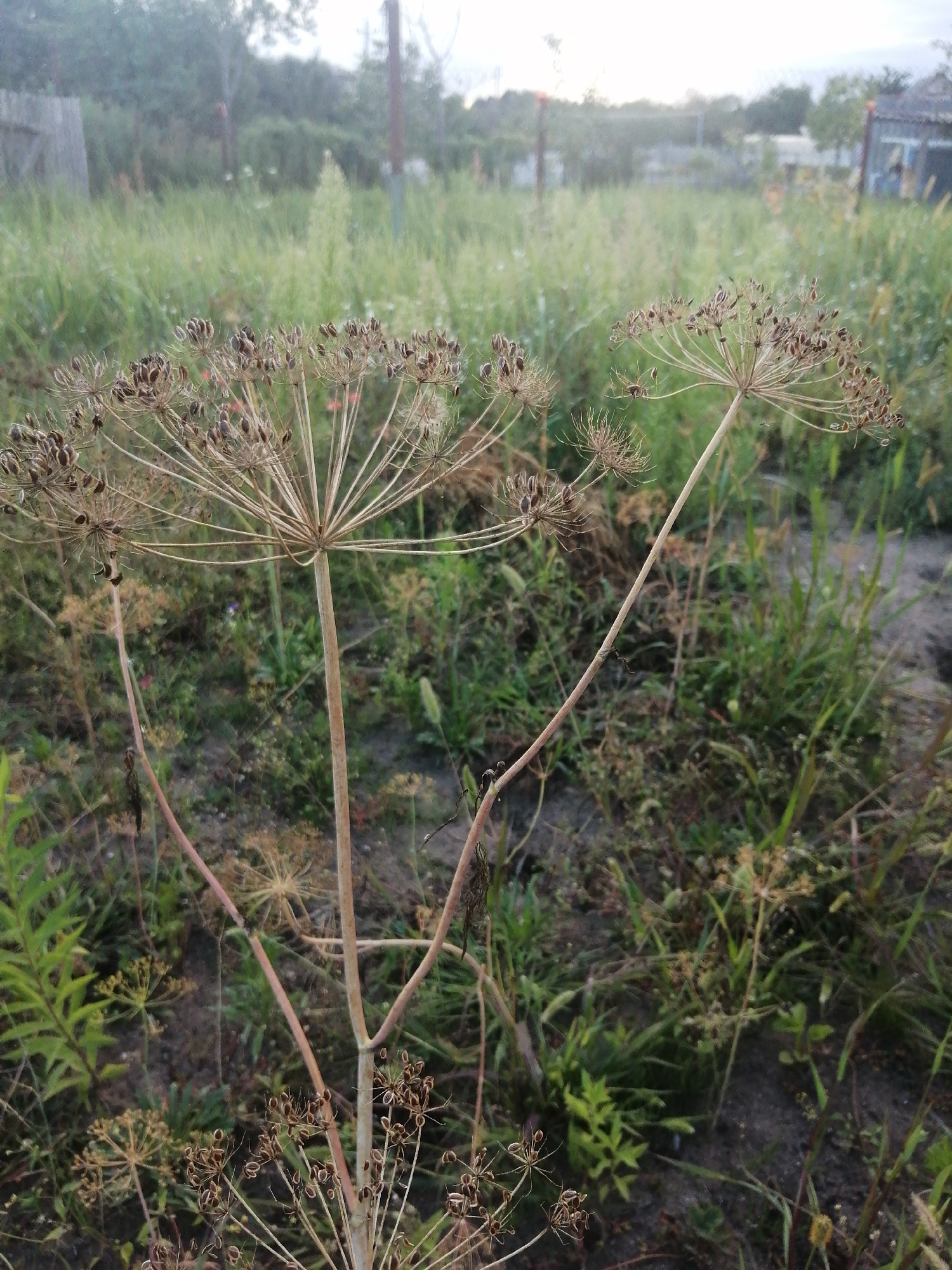 The image depicts a close-up view of dried dill seed heads in an outdoor setting. The dill plants are the primary focus, with their delicate, dried seed structures prominently displayed. The background consists of a field of green grass and vegetation, with hints of a fence and buildings in the distance. The lighting suggests it might be late afternoon or early evening, with a soft, diffused light. The scene appears to be in a rural or semi-rural area, possibly a garden or a field adjacent to a residential property. There is no indication of human presence or any specific activity occurring. The overall impression is one of natural decay and the end of a growing season. The location is identified as Slonim, Belarus.