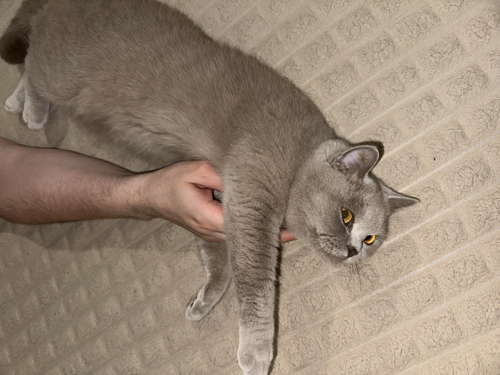 An adult human hand and arm are interacting with a short-haired, light gray (lavender) cat on a textured, light beige fabric surface. The cat is positioned on its back or side, with its head tilted towards the viewer, displaying bright amber-orange eyes. Its front paws are extended. The human hand, visible mid-frame, is gripping or petting the cat's torso. The background consists entirely of the textured fabric, which features a repeating pattern of raised squares or rectangles and subtle vertical stripes. The lighting appears to be artificial. No specific identifiers for a location in the city of Ternopil, Ukraine, or any other geographic location are discernible within the image.