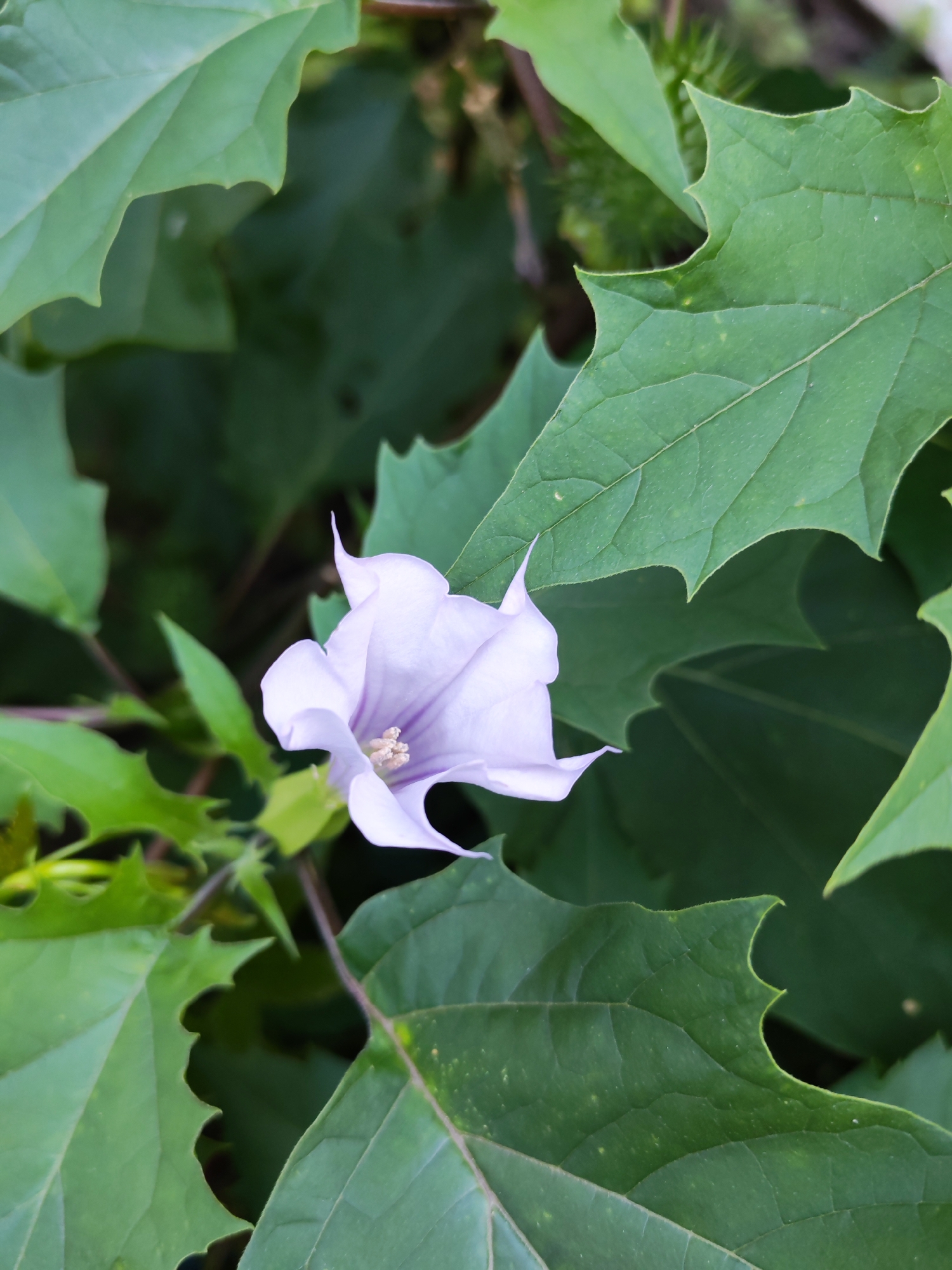 A close-up, overhead shot captures a single, delicate, light purple flower with five pointed petals, resembling a star or trumpet shape. The flower is surrounded by large, dark green leaves with serrated edges. The background is filled with more of the same greenery, creating a lush, natural setting. No people or man-made objects are visible in the frame. The scene is outdoors, with the focus sharp on the flower and surrounding leaves.