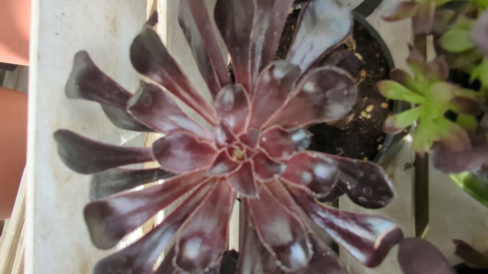 A dark purple succulent plant with thick, fleshy leaves is the central focus of the image. The leaves are arranged in a rosette pattern, with some leaves curling inward towards the center. The surface of the leaves appears slightly glossy and has some lighter, almost white, splotches. The plant is in a dark pot filled with soil, which is visible at the bottom of the image. In the foreground and to the right, a smaller, lighter green succulent plant is also visible, with several small, pointed leaves. The background is out of focus but appears to show the edge of a white planter or shelf and blurred terracotta pots. The image quality is somewhat blurry. There is no indication of the specific location within Laval, Canada.