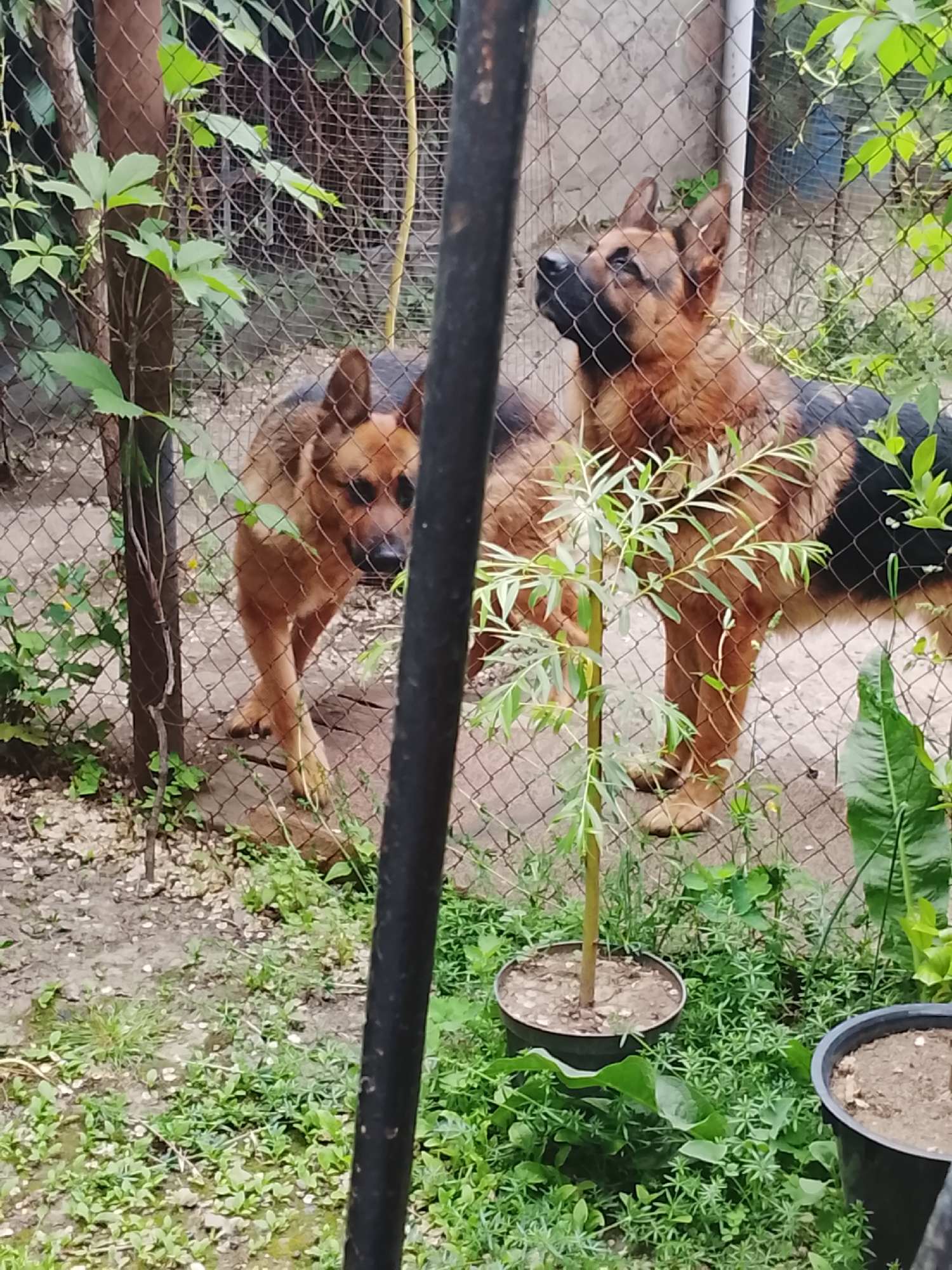 The image depicts an outdoor scene behind a chain-link fence. Two German Shepherd dogs are visible within the fenced area. One dog is facing left, with its head turned towards the viewer. The second dog is facing right, with its body partially obscured by the fence and foliage. The ground inside the enclosure is covered with dirt and scattered stones. Outside the fence, there is a paved area with patchy green vegetation and some potted plants. A black metal pole is prominent in the foreground, obscuring a portion of the scene. Green foliage and vines are growing on and around the fence. The lighting suggests it is daytime, likely overcast.