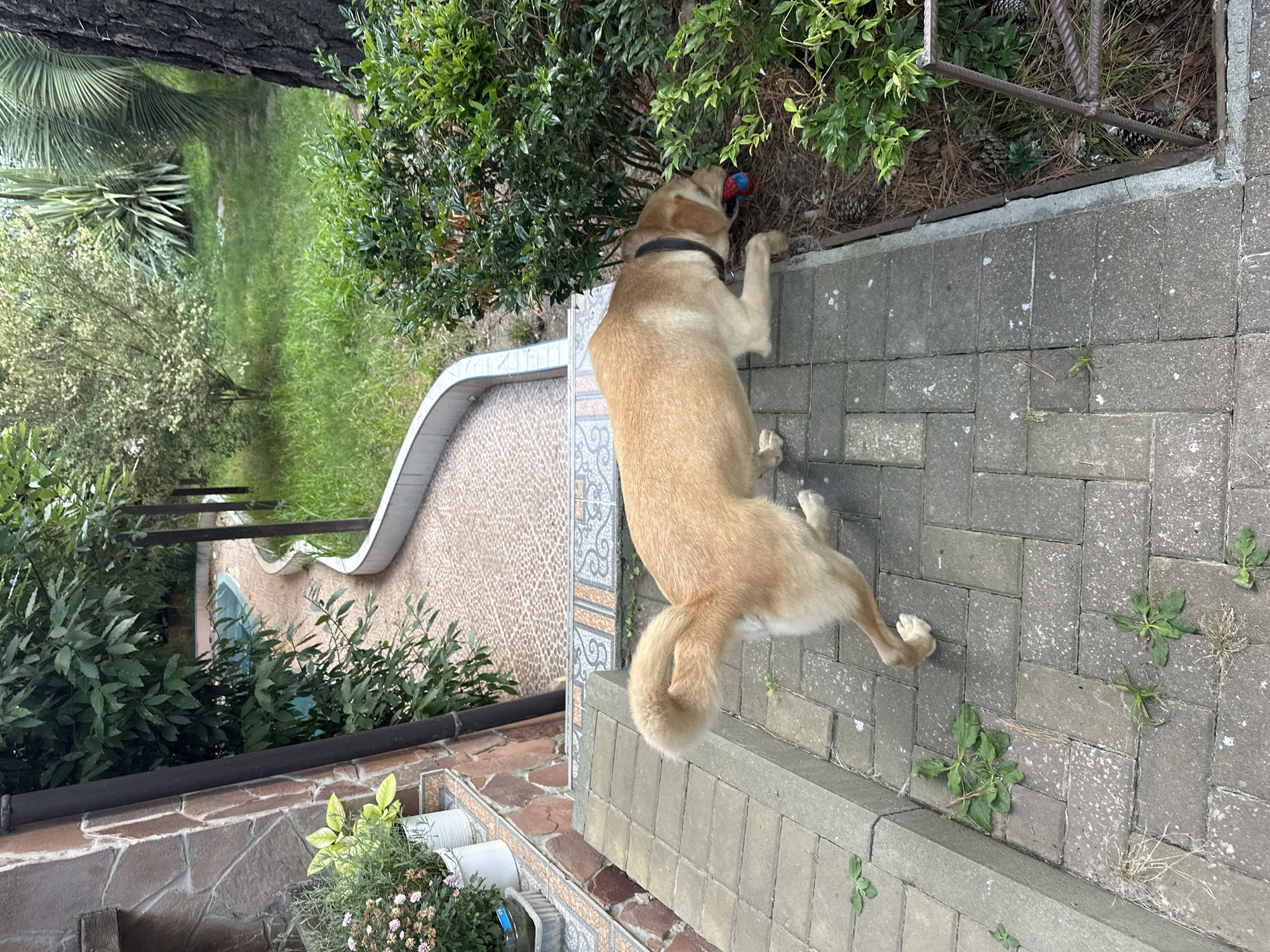 The image depicts a tan dog on a paved walkway, with a lush green garden and a small pool in the background. The dog is wearing a black collar and is playing with a blue and red toy in its mouth. The walkway is made of interlocking grey pavers, and there are several small green plants growing through the cracks. To the left of the walkway, there is a stone wall with a downspout. To the right, there are dense green bushes and pine cones on the ground. The overall scene suggests a residential backyard in a temperate climate. The question mentions Sochi, Russia, a city known for its subtropical climate and numerous gardens and parks. The presence of abundant greenery and the tranquil atmosphere are consistent with a location in Sochi.