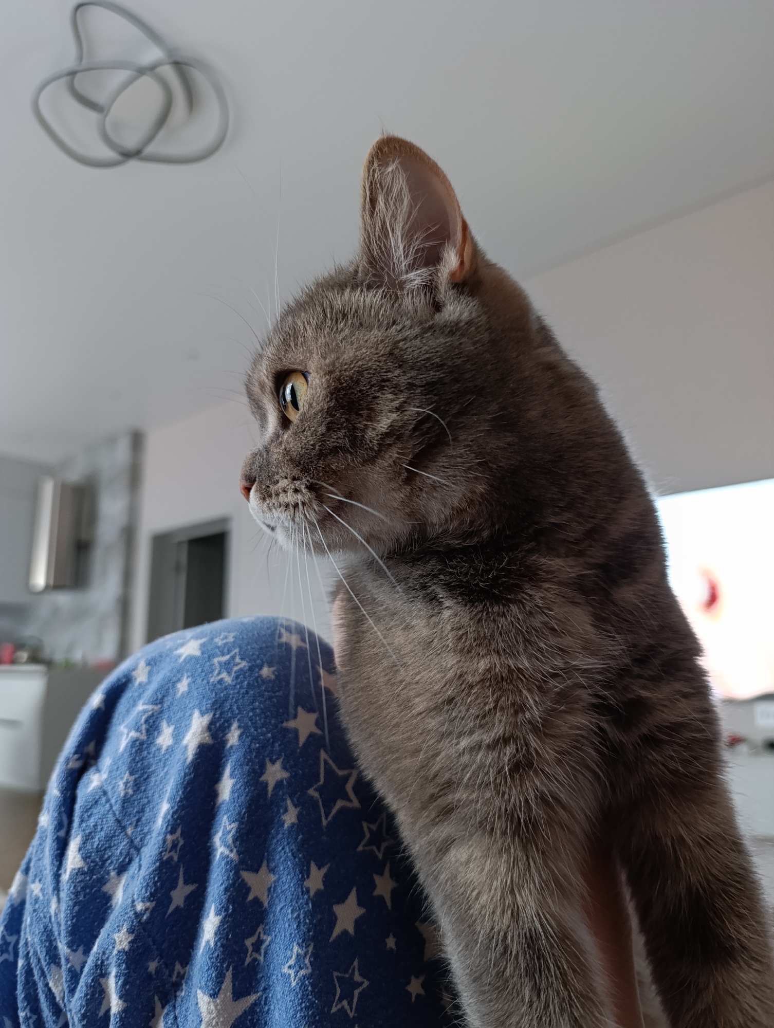 This close-up image features the profile of a grey domestic cat, situated in what appears to be a home in Chaikovsky, Russia. The cat, with sleek grey fur, exhibits prominent white whiskers and alert yellow-green eyes that are intently focused towards something off-camera to the right. Its ears are perked, indicating attentiveness and curiosity.
The cat is positioned on a blue fabric patterned with numerous white stars, which is likely part of a person's clothing or a blanket. This suggests the cat is resting comfortably on its owner's lap or shoulder, creating an intimate, domestic scene.
The background, softly blurred, reveals an indoor setting. A white ceiling with an abstract, looped grey light fixture is visible at the top. To the left, a modern kitchen area can be discerned, featuring a metallic appliance, possibly a range hood. A doorway is partially visible further back, leading into another room. On the far right, a source of bright, diffused light is present, possibly from a window or a television screen. The overall lighting suggests it is daytime. The image captures a serene moment of feline observation within a comfortable home environment. No text is visible in the image.