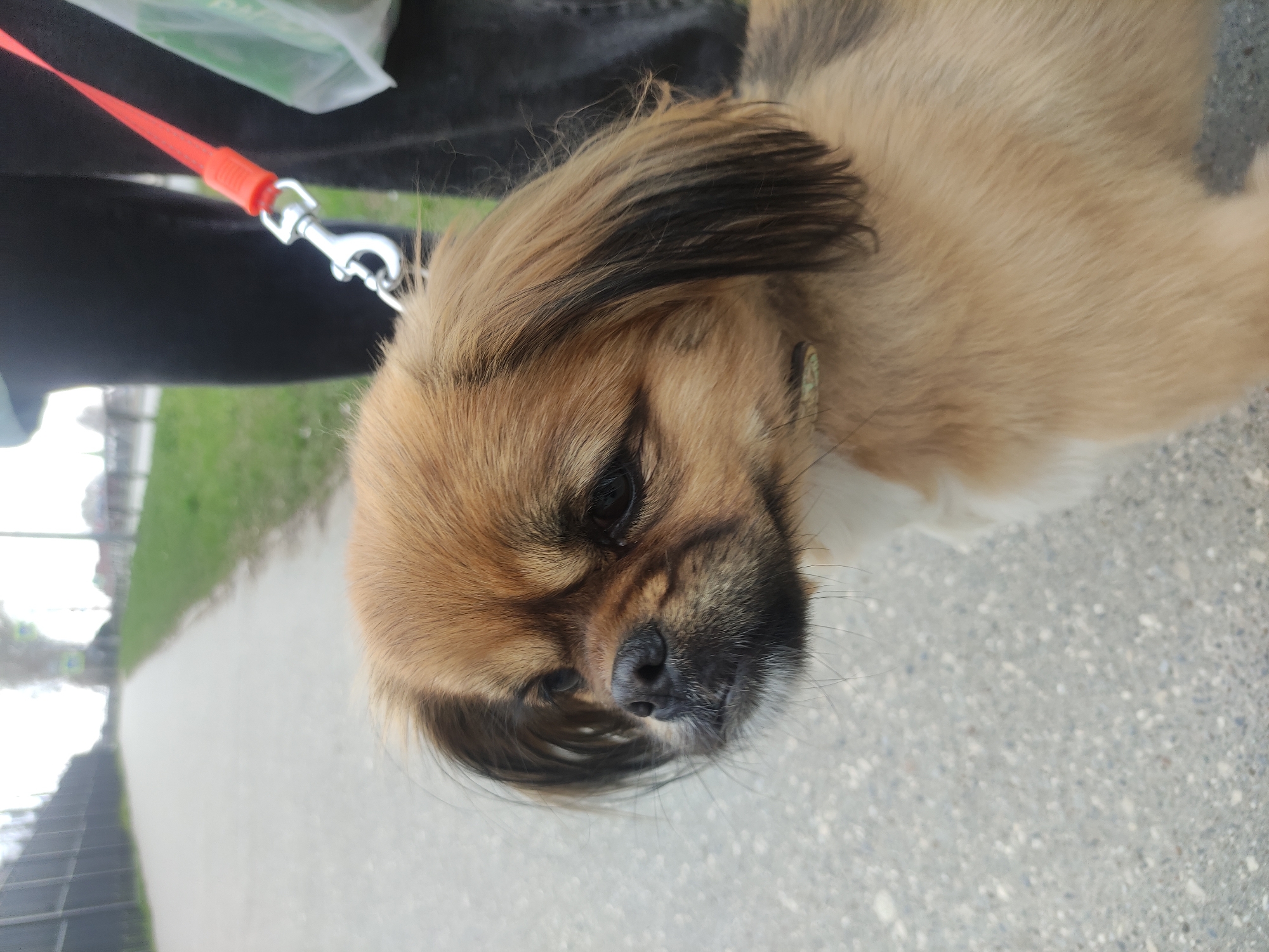 A close-up shot shows a tan-colored, medium-haired dog on a leash. The dog has a black nose and some darker hairs around the face. The leash is red and is attached to a silver clip. The dog appears to be on a sidewalk. The background includes grass and what may be buildings or fences. The city and region are unknown.