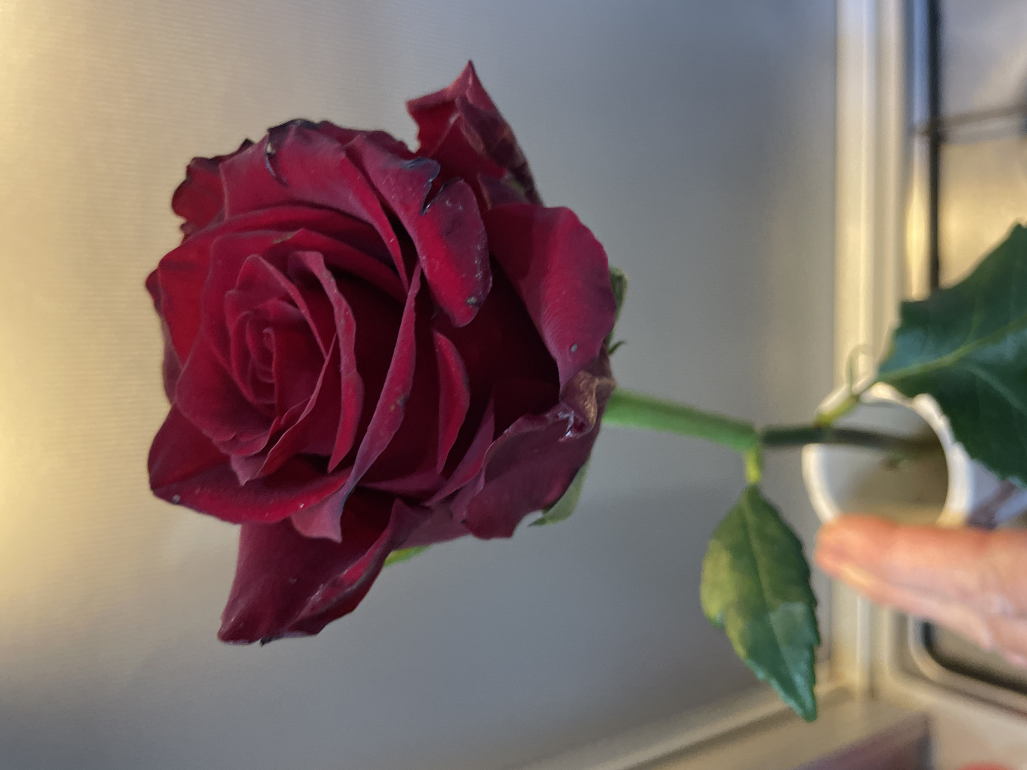 A close-up shot shows a dark red rose in partial bloom, resting in a white container (possibly a small vase or cup). The stem is green and has a few green leaves. A finger is near the white container. The background features a blurred window frame. There's no information in the image to indicate it was taken in Sochi, Russia.