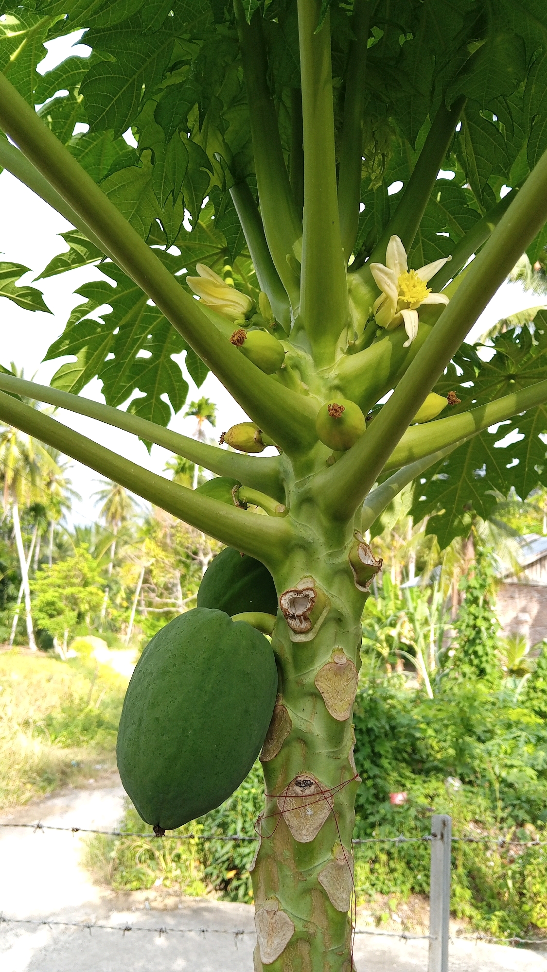 A close-up, eye-level shot shows a papaya tree with several green papayas growing on its trunk. The tree's thick, green trunk is covered in scars from where leaves and fruit have fallen off. Multiple thick branches extend outwards, covered in large, green, lobed leaves. Small, yellow flowers are visible among the leaves and branches, along with several tiny, immature green papayas. A single, large green papaya hangs prominently on the left side of the frame, and another is partially visible behind it. In the background, out of focus, is a tropical landscape with lush green foliage and palm trees. A barbed wire fence runs horizontally across the lower portion of the image, with a concrete post on the right side. The scene appears to be located in a rural or suburban outdoor setting, likely in a warm climate, consistent with the city of Cikupa, Tangerang, Indonesia, which is part of the Tangerang Regency in Banten province and not a specific "city" called Cotpeutek, Indonesia.