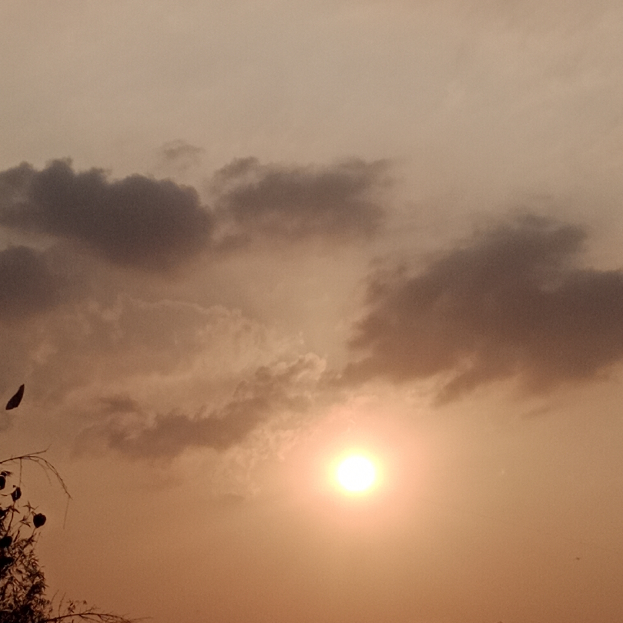This image depicts a sunset in Tegowanu Kulon, Indonesia. The sky is filled with soft, diffused light, a characteristic of dusk, with hues of orange and beige dominating the scene. Several clouds are present, some appearing dark and heavy, while others are lighter and more wispy, adding texture to the sky. The sun is a bright, glowing orb, slightly off-center to the right, its light casting a warm glow over the surrounding atmosphere. In the foreground, on the left side of the image, there is a silhouette of tree branches with a few leaves. One dark, leaf-like object is also visible in the sky to the upper left, possibly a bird or debris. The overall impression is a tranquil natural landscape at the close of day.