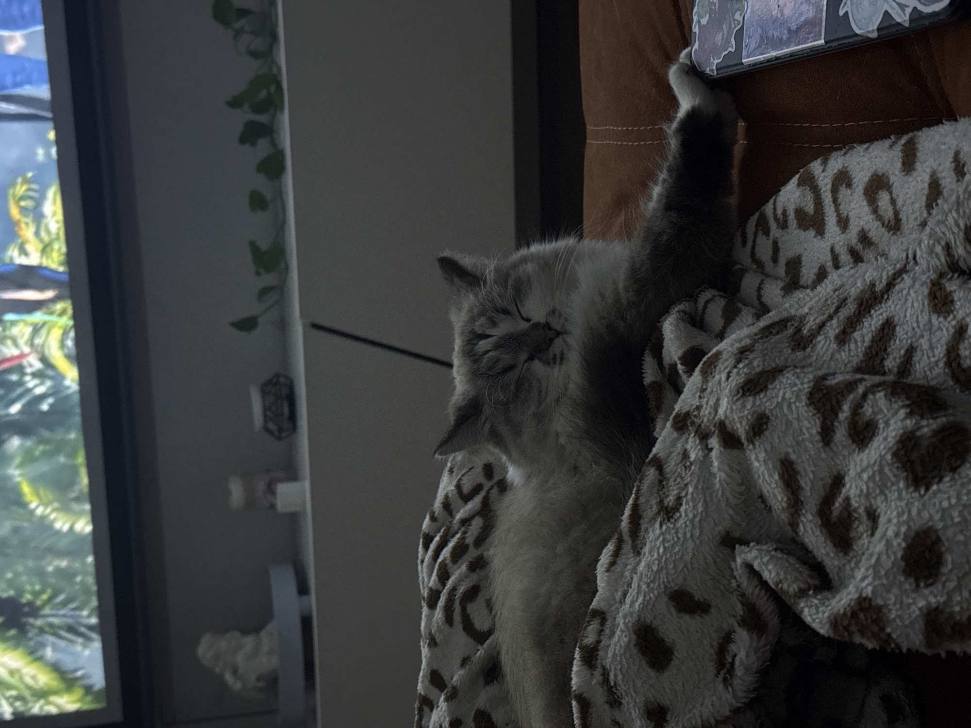 A medium-angle shot depicts a gray and white fluffy cat sleeping on a brown and white patterned blanket next to a brown couch. The cat's paw is extended upward, touching a phone. In the background, a fish tank is visible to the left. The room appears to be lit by a dim, artificial light source. The location cannot be determined with the available information.