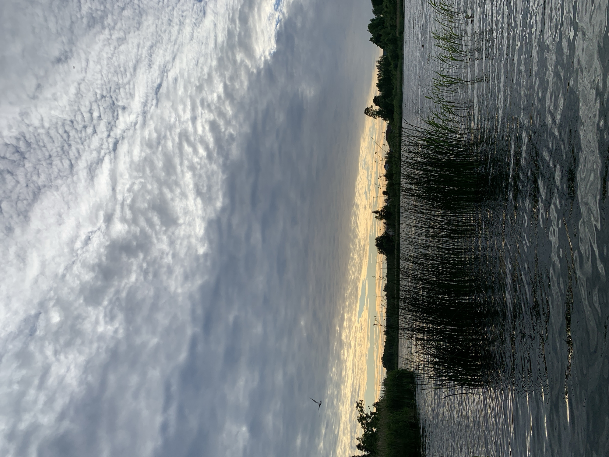 The image depicts a serene natural scene with a body of water, reeds, and a sky filled with clouds. The water is dark and rippling, with sunlight glinting off its surface, suggesting a calm day. Tall reeds line the edge of the water, creating a natural border. In the background, a line of trees is visible along the horizon, silhouetted against a sky transitioning from dark gray clouds to a lighter, warmer hue near the horizon, indicating either dawn or dusk. A lone bird is captured in flight against the cloudy sky, adding a dynamic element to the otherwise still landscape. The overall mood is tranquil and peaceful. The time of day appears to be either early morning or late evening, as suggested by the quality of light. The location is likely a lake or riverbank in a rural or natural setting. There is no visible text in the image.