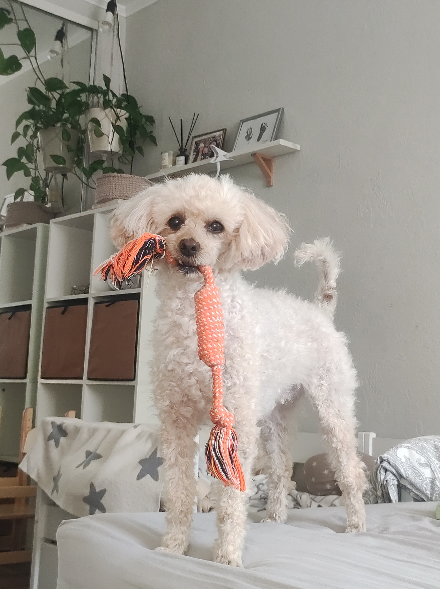 A light-colored, curly-haired dog, resembling a poodle, stands on a white bed, holding an orange and multi-colored rope toy in its mouth. The dog looks directly at the camera, appearing alert and playful. Its fluffy, curled tail is visible to the right.
The setting is an indoor room with light grey walls. In the background to the left, a white shelving unit is partially visible, holding various potted green plants with trailing vines. Some plants are reflected in a mirror that is part of a wardrobe or wall panel. Brown storage boxes are placed within some cubbies of the shelving unit, and a woven basket sits on top.
To the right, a small white floating shelf with wooden supports is mounted on the wall. On this shelf, there are framed pictures, one clearly showing a pair of baby footprints. A bottle containing reed diffuser sticks and other small decorative items are also present on the shelf.
The bed the dog is standing on is covered with white striped linen. A white blanket adorned with grey star patterns is draped over the left side of the bed. On the right, folded grey and white patterned bedding and a star-patterned cushion are visible. The scene is brightly lit, indicating it is daytime. The location context is Chaikovsky, Russia. No visible text is present in the image.
