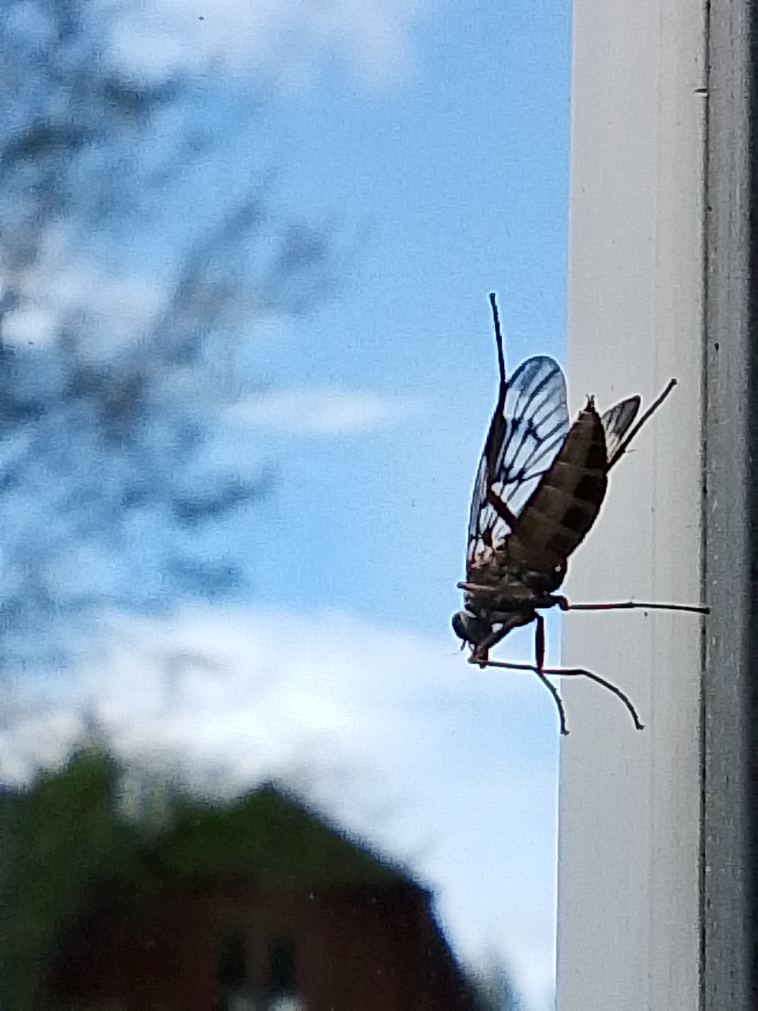 A close-up shot shows a fly perched on a white, vertical surface, possibly a window frame. The fly has transparent wings with dark veins, a dark brown body with patterned segments, and long, spindly legs. The background features a blurred view of a blue sky with clouds and a silhouette of trees or a building. The location is unknown and there is no information about the 1-Go Maya, Russia.