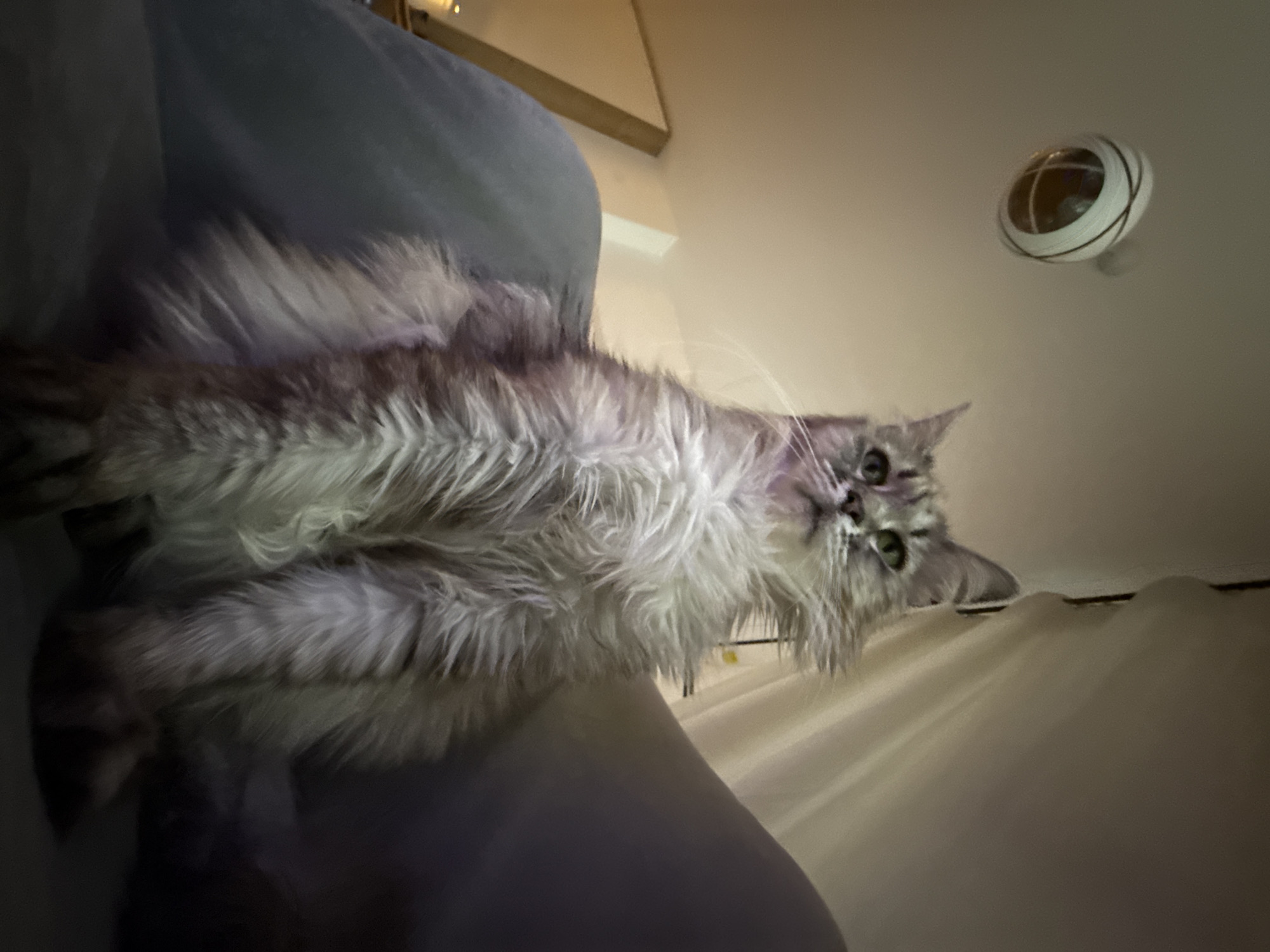 A low-angle, rotated close-up shot captures a fluffy, long-haired cat with silver-grey fur and prominent green eyes. The cat is lying or resting on a dark grey or blue upholstered surface, looking directly at the camera with a curious and attentive expression. Its fur is dense and shaggy, particularly around its neck and chest, with subtle darker striped markings visible on its body and bushy tail.
The setting is indoors, softly lit, possibly by artificial light. In the background, a light beige or cream-colored wall or ceiling is visible. A distinctive spherical light fixture, resembling a cage with dark concentric rings, hangs from the upper right portion of the background. To the right of the cat, a light-colored, possibly cream or white, curtain or drape with visible folds suggests a window or room divider. The unusual perspective, shot from below and then rotated, gives the image a dynamic and engaging feel. There is no visible text.