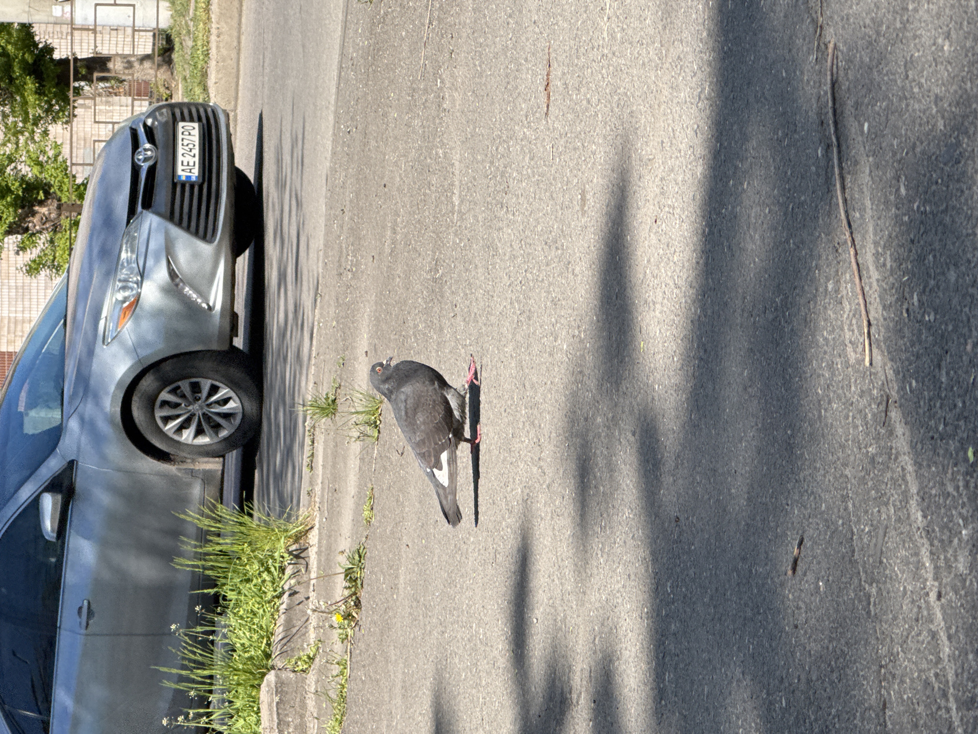 A bright, sunlit outdoor scene in Kryvyi Rih, Ukraine, features a grey car parked on an asphalt road next to a curb, with a pigeon standing on the asphalt. Strong, distinct shadows are cast across the ground, indicating clear, sunny weather, likely mid-morning or afternoon.
The car, appearing to be a Toyota based on the logo on its grille, is parked closely to a curb. Its front license plate is clearly visible, displaying the text "AE 2457 PO". Green grass and small wildflowers grow along the curb between the car and the main road.
A dark grey pigeon with white markings on its wings stands on the asphalt with pinkish feet, facing slightly away from the camera. Its shadow extends behind it on the ground. The asphalt surface shows minor imperfections, and a small stick or twig is visible on it. In the background, glimpses of a building structure or fence and green tree foliage can be seen.