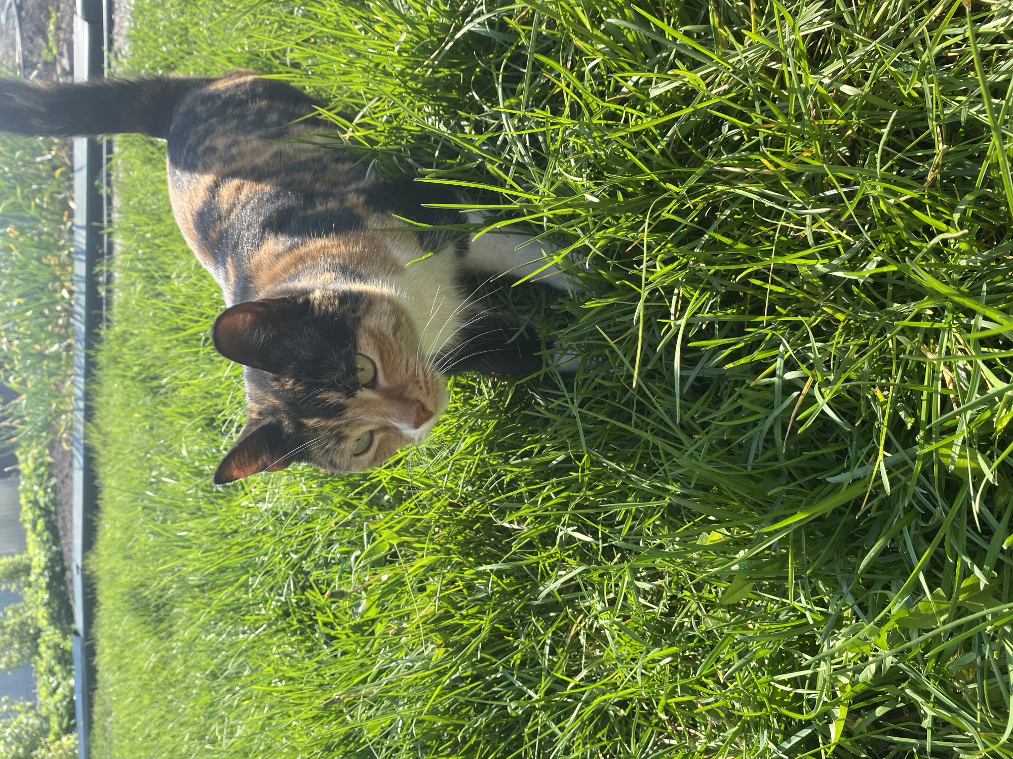 A calico cat lies in a patch of green grass. The cat has a mixture of black, orange, and white fur. The cat is looking towards the camera, lying mostly prone. The background is blurred, but it appears to be a grassy area. The image appears to be taken in direct sunlight, with bright lighting. The location in the city of Oblivskaya, Russia cannot be determined from the image.