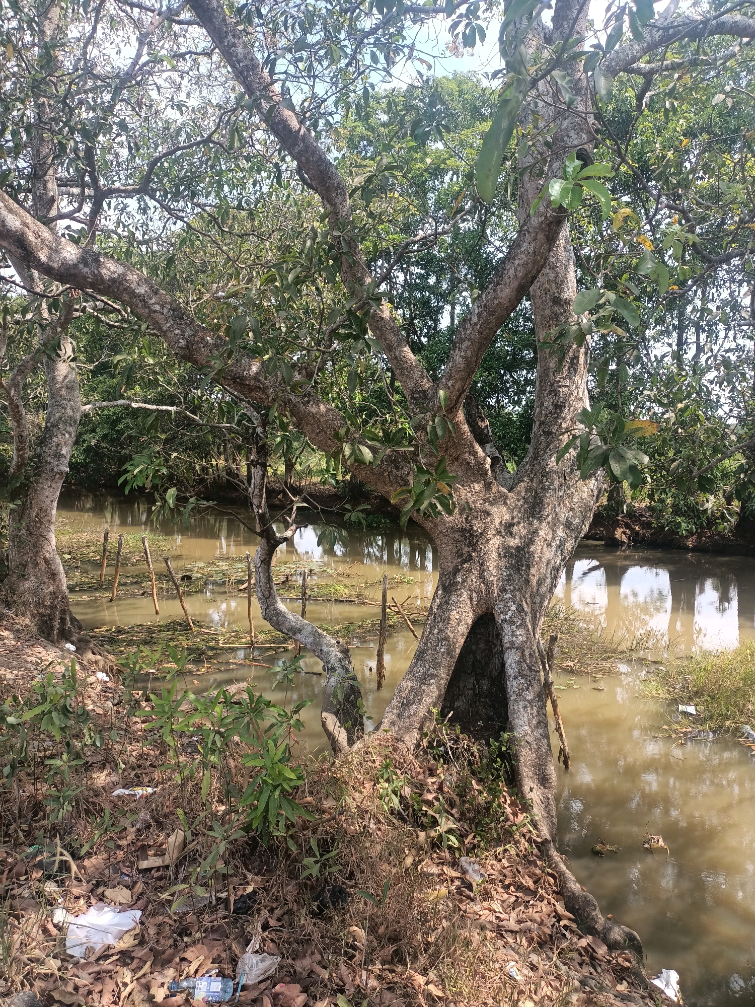 A wide, static shot depicts a riparian environment in Sungai Rutas Hulu, Indonesia. The foreground is dominated by the gnarled, weathered trunk of a mature tree, its bark textured and greyish-brown, with exposed roots snaking across the dry, leaf-strewn ground. A smaller, similar tree stands to the left. Surrounding the base of the prominent tree are clusters of small, green leafy plants. The ground is littered with dry leaves, twigs, and several pieces of plastic trash, including white plastic bags and a blue and white bottle.
Beyond the trees, a body of murky, brown water occupies the mid-ground. The water is relatively still, reflecting the overcast sky and the lush green foliage of trees lining the opposite bank. Several thin, wooden stakes are driven vertically into the water, forming a rudimentary barrier or demarcation. Debris, including leaves and what appear to be small aquatic plants, floats on the water's surface. The overall impression is one of a natural area impacted by human presence, indicated by the visible litter. The lighting suggests a bright, possibly overcast, day. There are no people or animals visible in the frame.