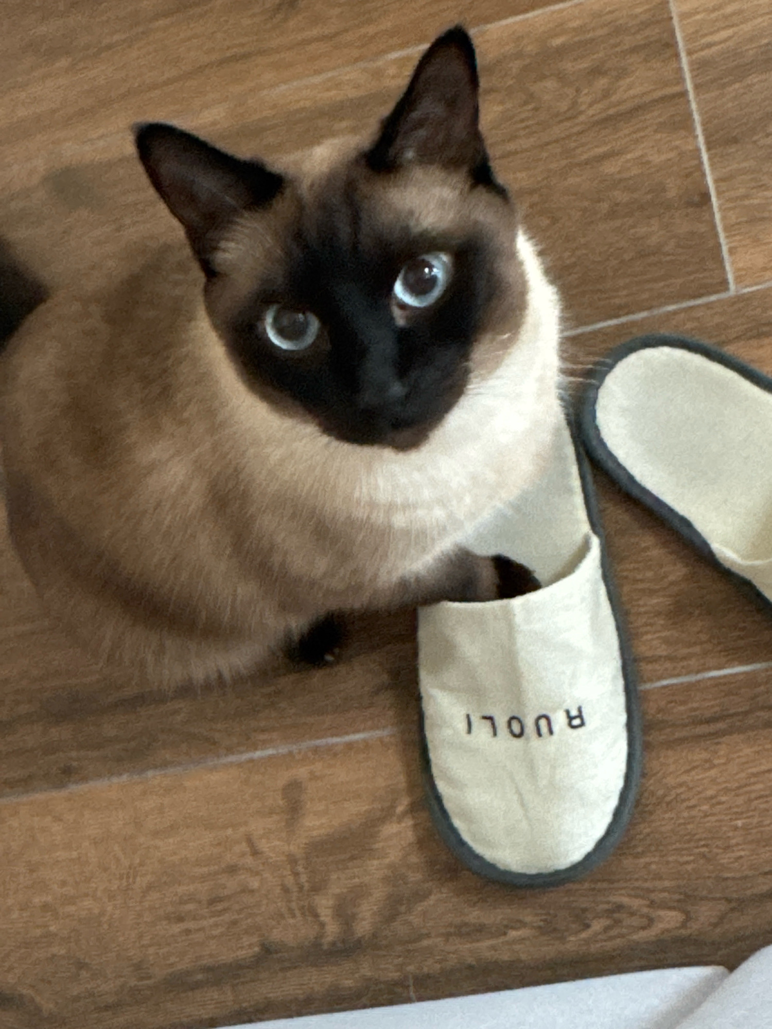 A Siamese cat is positioned on a wooden floor next to a pair of light-colored slippers. The cat is looking directly at the camera with striking blue eyes. One slipper, featuring the embroidered text "RUOLI" in black, is positioned slightly in front of the cat. The background consists of a wooden floor with visible grain and seam lines, suggesting an indoor environment. The overall lighting appears to be natural, casting subtle shadows. This scene is located in Steklyannyi, Russia.