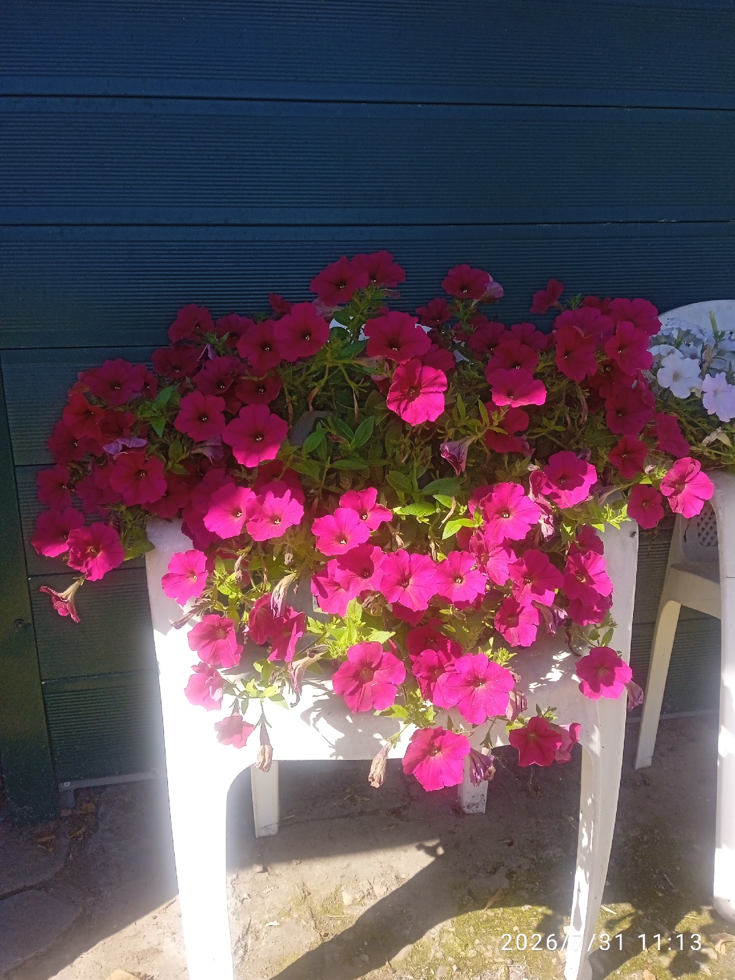 A close-up, sunlit, outdoor shot shows a planter overflowing with vibrant magenta petunias. The planter is white and appears to be made of plastic. Behind the flowers is a dark green, horizontal-slatted wooden wall. To the right, a white plastic chair is partially visible. The ground beneath the planter is composed of dirt and small stones. A timestamp in the lower right corner reads "2026/7/31 11:13". This scene likely depicts a garden or outdoor patio space in the city of Blagoveshchensk, Russia.