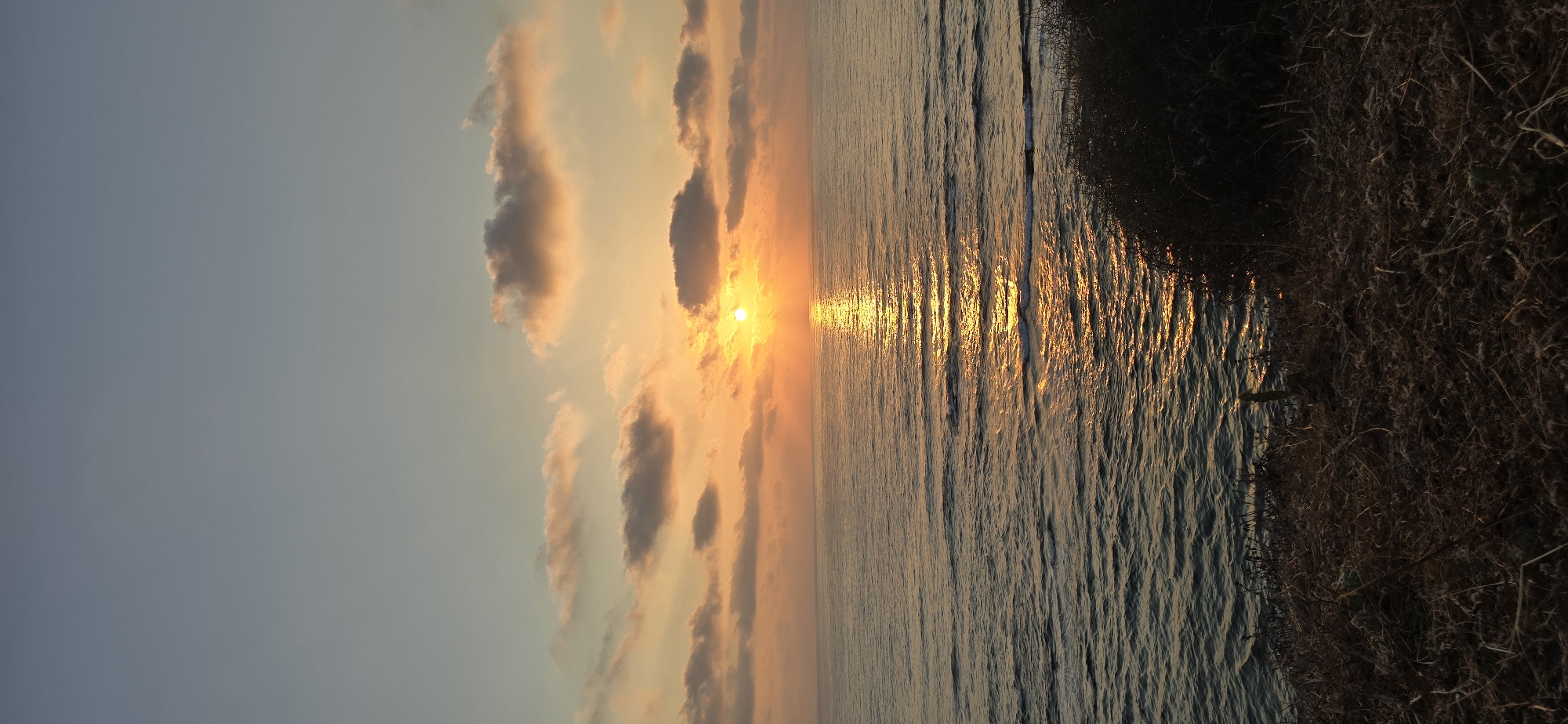 This is a vertical, full-frame, eye-level shot of a sunset over the Mediterranean Sea, viewed from a cliff overlooking the coast in Bat Yam, Israel. The sky transitions from a pale blue at the top to warm oranges and yellows near the horizon. Scattered, wispy clouds are illuminated by the setting sun, casting orange and pink hues across them. The sun itself is a bright, small disc low in the sky, creating a shimmering golden reflection that stretches across the water. The sea is calm with gentle waves, showing ripples and whitecaps in the distance. The foreground is dominated by dry, brown vegetation and brush, suggesting a coastal cliffside landscape. A dark, bushy plant is visible on the far right side of the foreground, partially obscuring the water's edge. There are no people or man-made structures visible in the frame, creating a serene and natural scene.