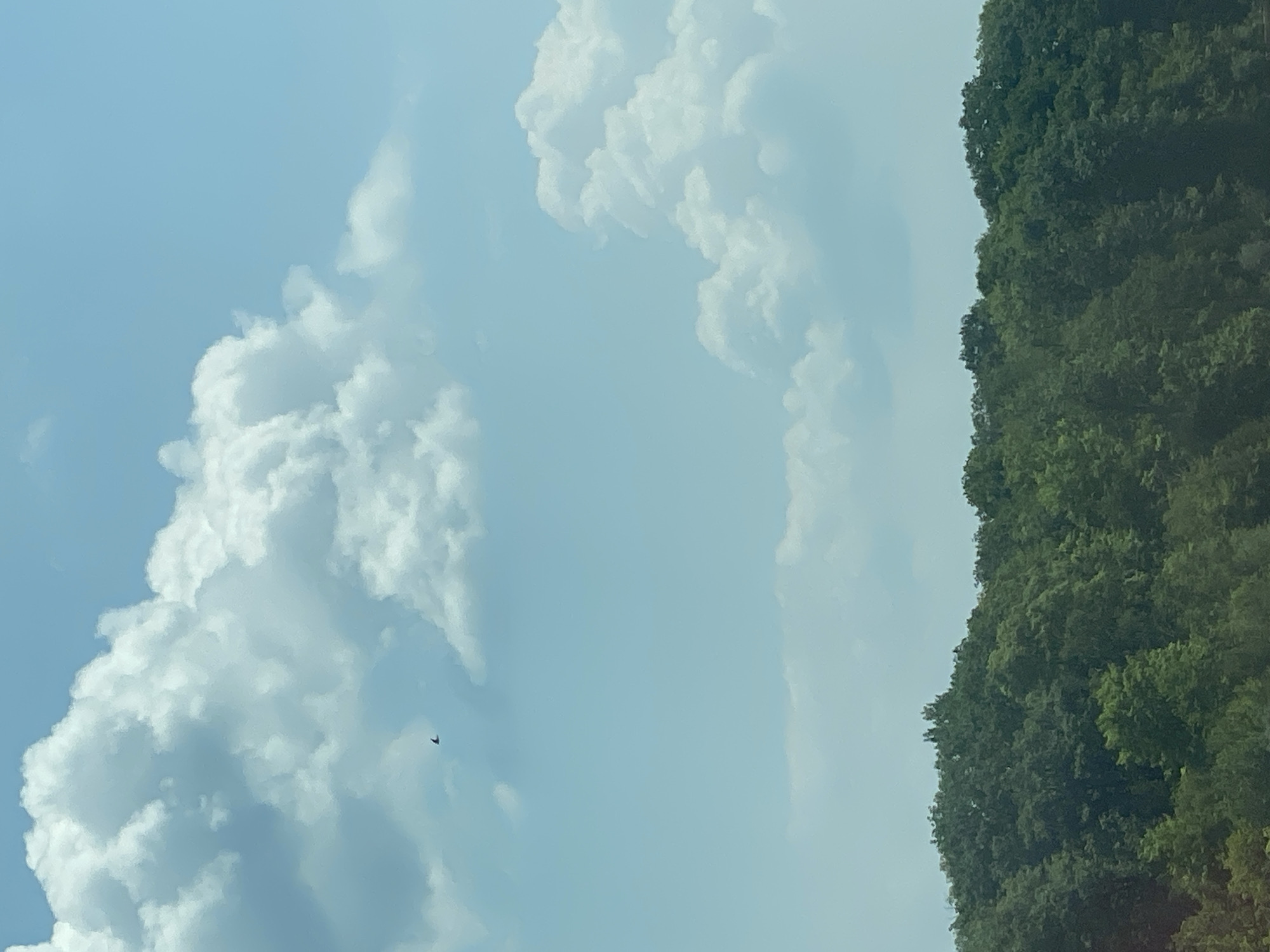 The image shows a landscape scene with a clear blue sky filled with fluffy white clouds. In the distance, a dark silhouette of a bird is seen flying against the sky. Below the sky, there is a dense line of green trees that form a hill or the edge of a forest. The overall impression is of a peaceful, natural environment. There is no information that would allow for the specific location in Grenville, Canada to be identified.