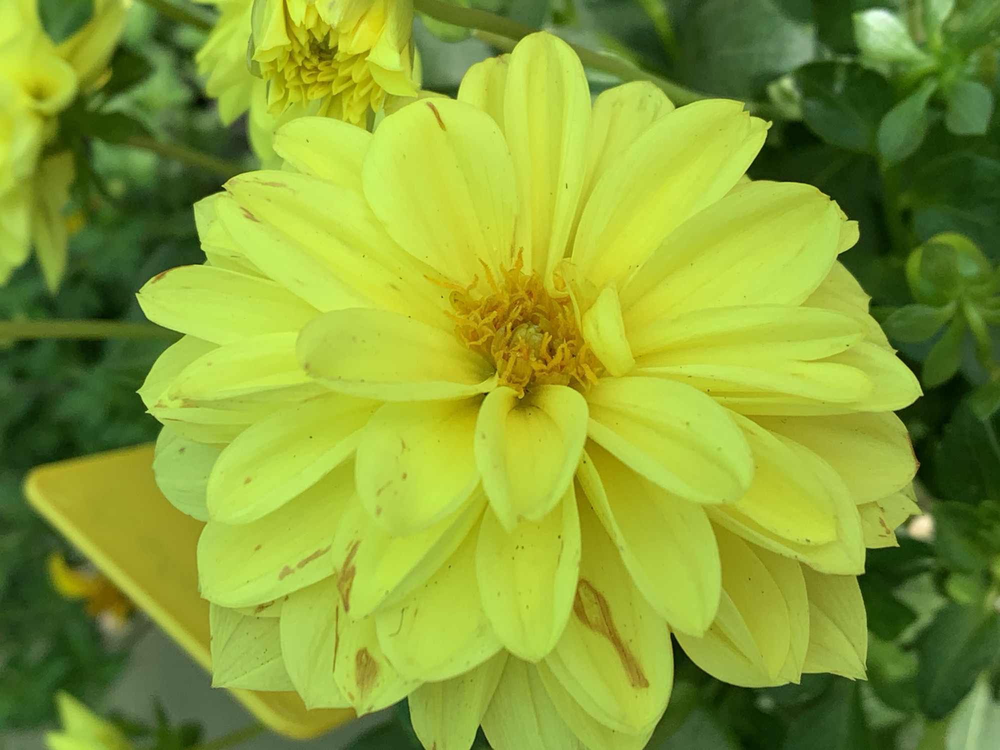 This media file is a close-up, eye-level shot of a bright yellow dahlia flower in bloom. The flower is the central subject, with its numerous, layered petals forming a full, rounded shape. The center of the flower has a more intricate texture, with smaller, tightly packed florets. Some of the petals have faint brown streaks or spots, suggesting natural markings or minor imperfections. The background is softly blurred, consisting of out-of-focus green foliage and hints of other yellow flowers. A small portion of a bright yellow object, possibly a pot or label, is visible in the lower left quadrant.
The image is brightly lit, suggesting it was taken during the daytime, likely outdoors. There are no people or animals visible. The overall mood is serene and natural, highlighting the beauty of the flower. The location context of Barcelona, Spain, does not offer specific visual cues within the image itself. There is no visible text.