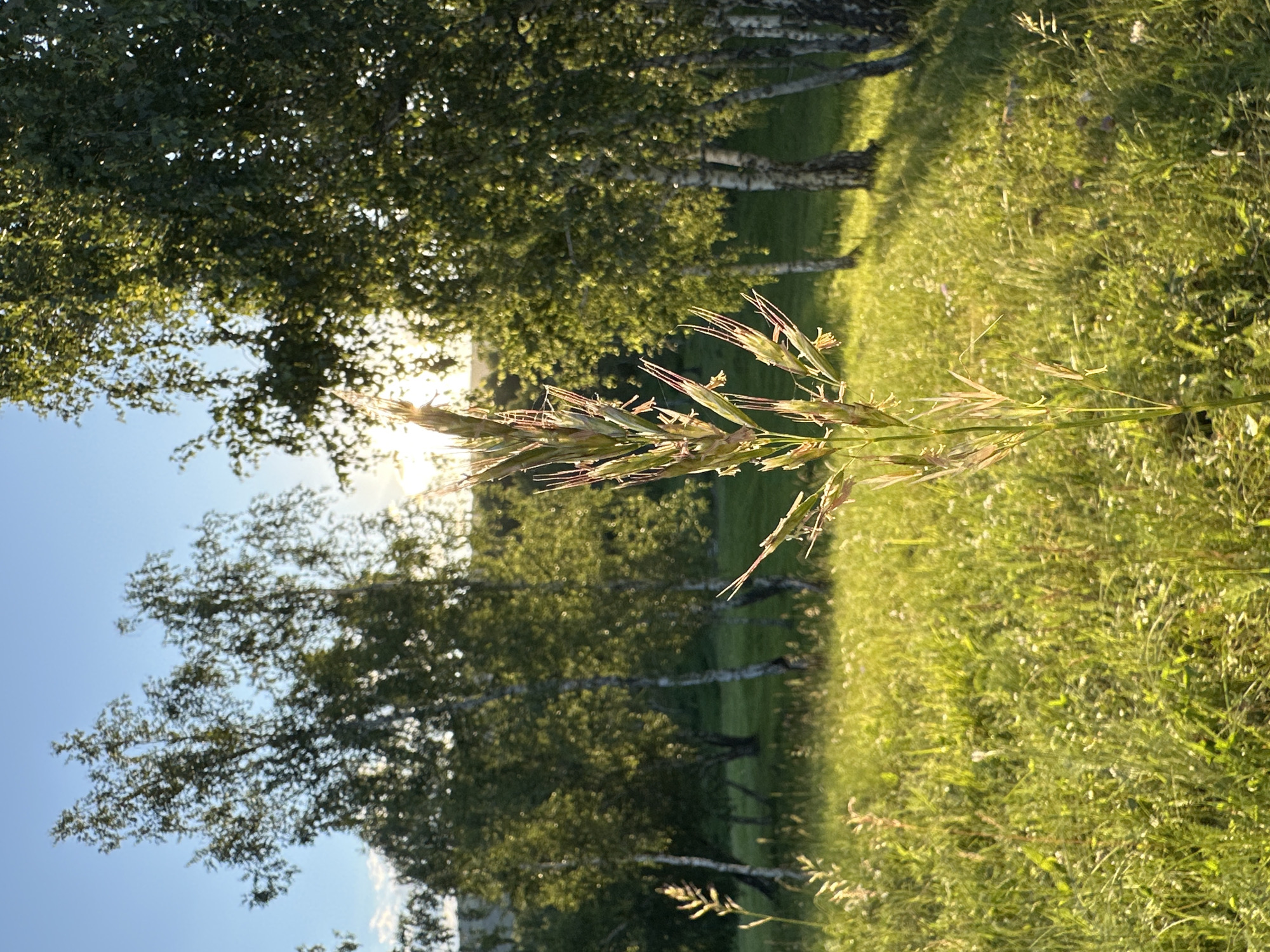 An extreme close-up in focus foreground of a stalk of grass, with a blurred background of a sunny meadow and a grove of birch trees. The sun is setting behind the trees on the right side of the image. The grass is green and lush with a few scattered wildflowers. The birch trees are tall and slender with white bark. The sky is a clear blue. The scene is peaceful and serene.