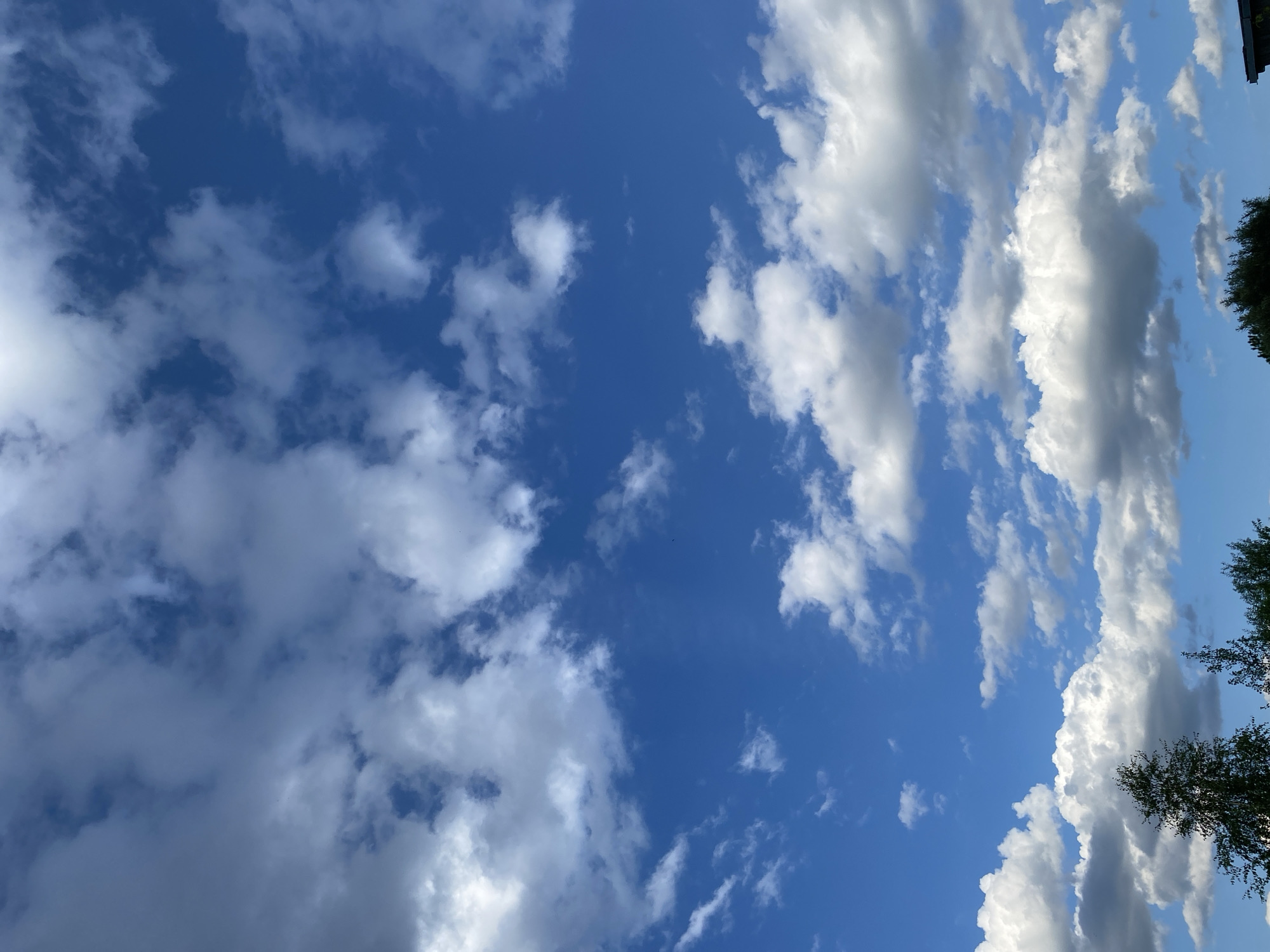 This is a landscape photograph of a bright blue sky filled with scattered white and gray clouds. The clouds vary in size and density, with some appearing wispy and others more substantial and textured. The sun is likely high in the sky, suggesting it is daytime, and the clear blue areas indicate fair weather. The perspective is looking upwards, giving a sense of vastness to the sky. On the right side of the frame, the tops of dark green trees are visible, with their branches silhouetted against the sky. This suggests the photo was taken from ground level, looking up towards the sky, and that the location is outdoors, possibly in a natural or semi-natural environment with vegetation. The image does not contain any people, objects, text, or any specific activity or event taking place beyond the natural display of clouds in the sky. The location context provided indicates Novyi Ural, Russia.