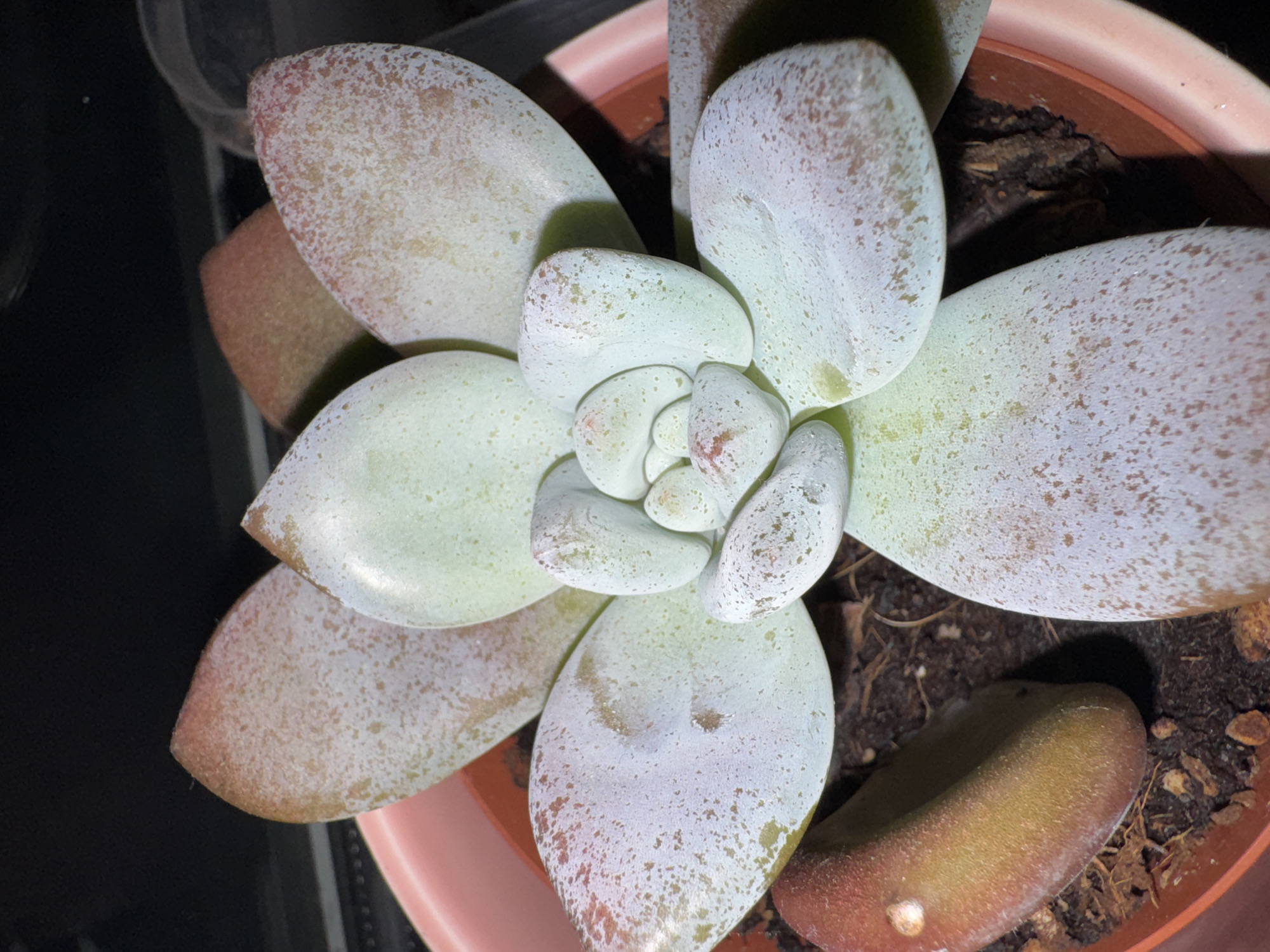 The image shows a close-up of a succulent plant in a pink pot. The succulent has thick, fleshy leaves that are pale green with a powdery white coating and reddish-brown speckling. Some leaves are tipped with red. The plant is potted in dark soil. The background is dark and out of focus. There is no indication of the city of Clonmel, Ireland in the image.