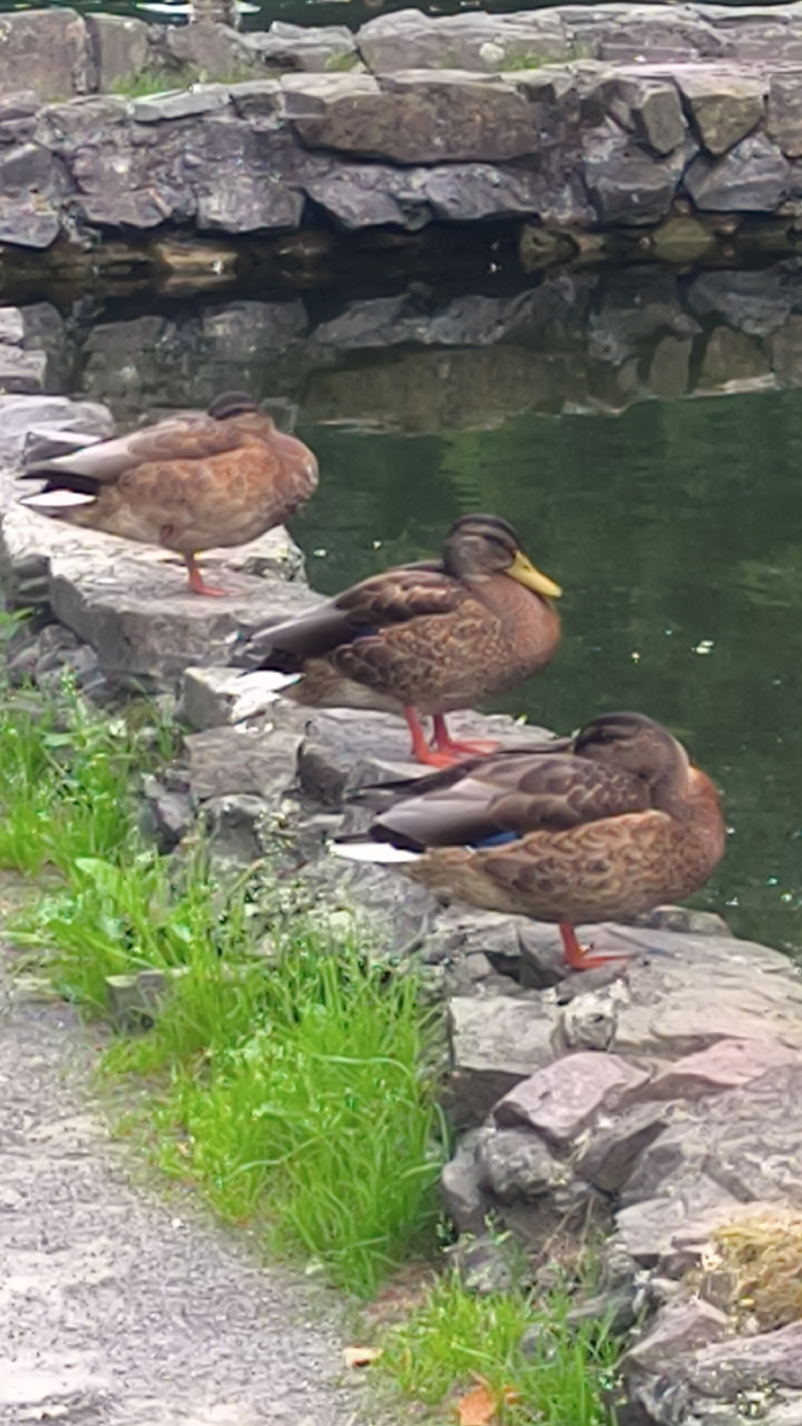 Three brown ducks are resting on a rocky bank next to a body of water. The ducks are facing different directions, with one in the foreground, one in the middle, and one in the background. The water is dark green and appears calm, with reflections of the rocks and vegetation visible on the surface. The rocks are a mix of grey and brown, with some moss and grass growing in between them. The overall scene suggests a peaceful natural environment.