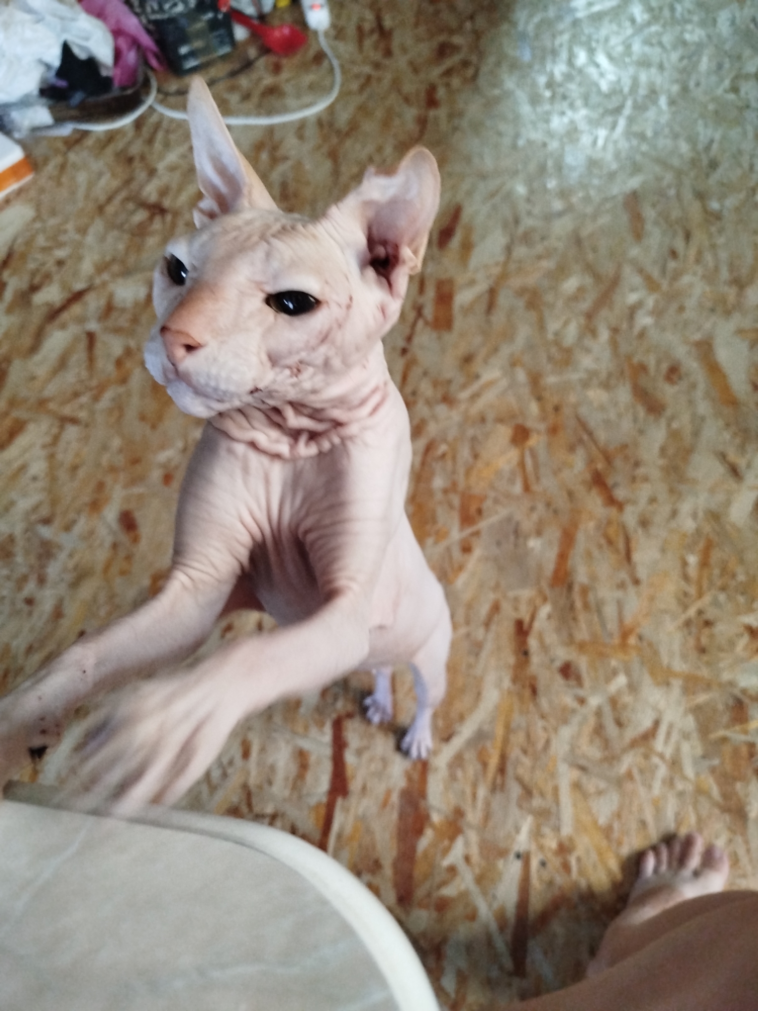 An indoor scene shows a light-pink Sphynx cat standing on its hind legs, reaching upwards with its front paws. The cat's skin is wrinkled, and it has large ears and dark eyes. The background consists of a light brown, wood-paneled wall. In the lower right corner, a person's bare foot is visible, resting on the floor. In the upper left corner, out-of-focus items are present, including what appears to be laundry and electrical cords. The scene is a domestic interior, but no specific location in Zavodoukovsk, Russia, can be determined from the image.