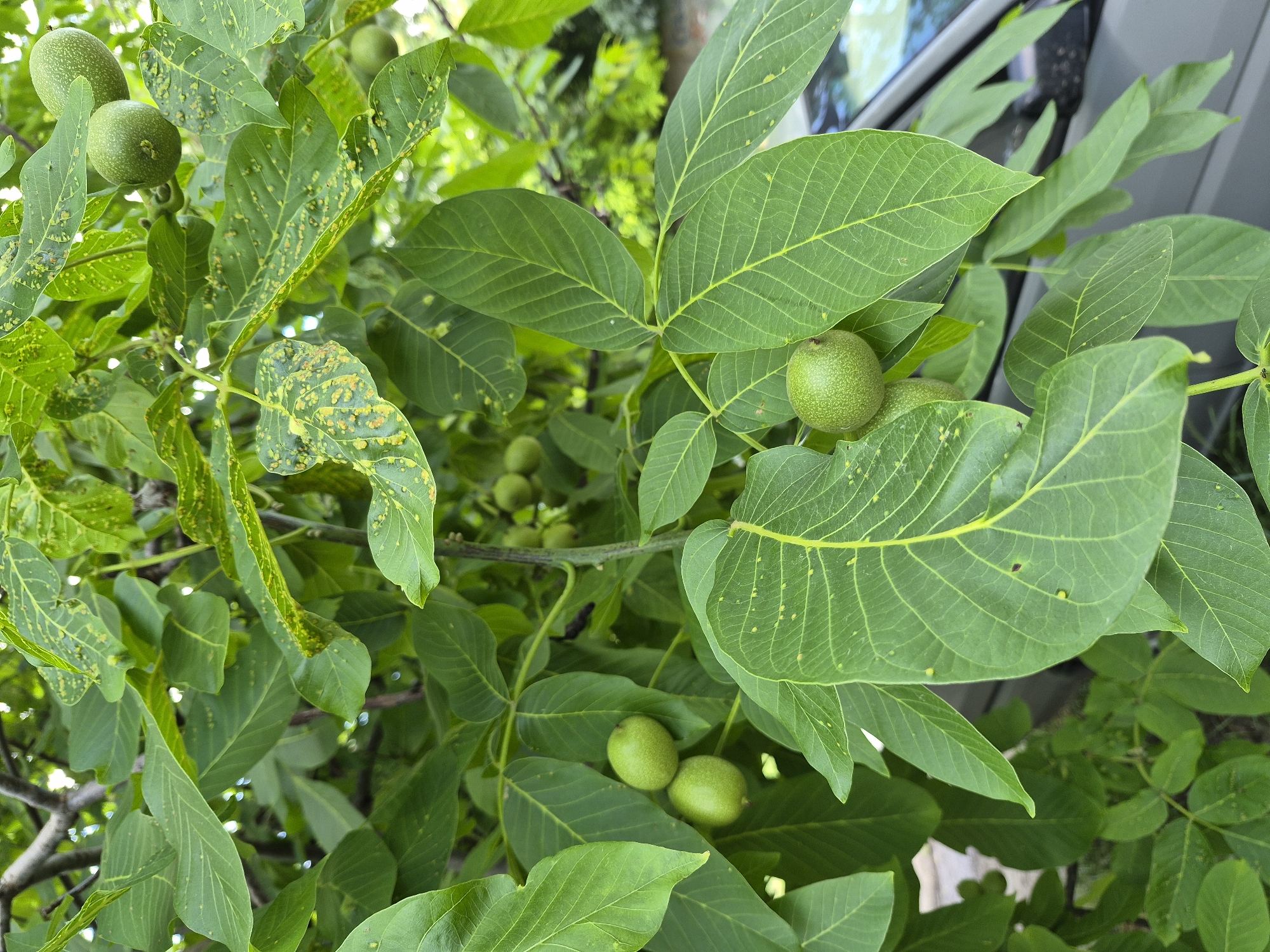 An outdoor, medium-shot, eye-level photograph shows several green walnuts on a tree. The walnuts are clustered on branches amidst large, green leaves. Some of the leaves have yellowing spots. The background is blurred, showing more foliage and the side of a gray car. The scene is lit with natural light. The location is Unknown, Unknown.