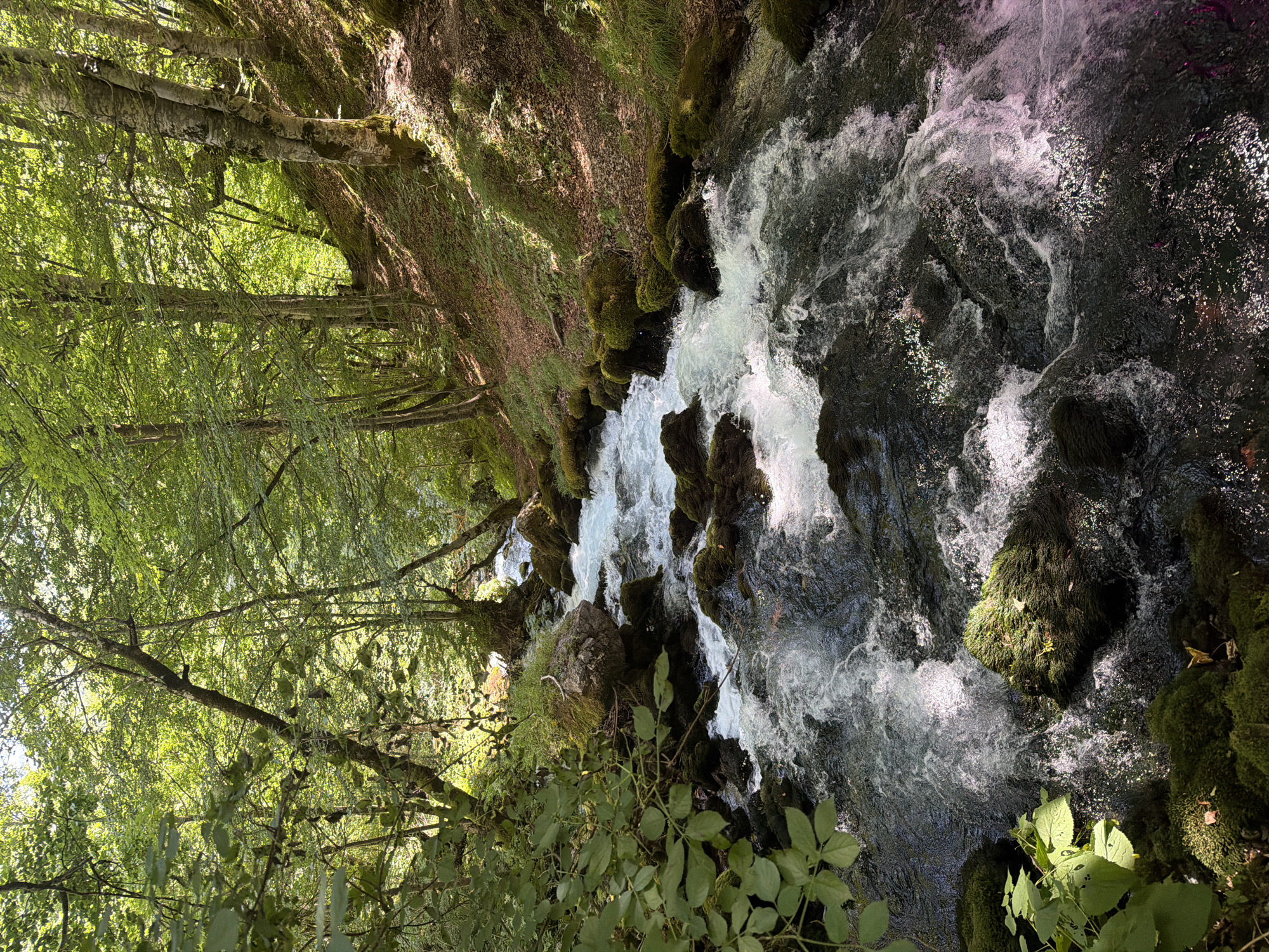 A clear, flowing river cuts through a lush green forest. The water is a vibrant blue-white, with white rapids crashing over dark, moss-covered rocks. Sunlight filters through the dense canopy of trees, illuminating patches of the forest floor. The trees are tall and slender, with thick, green leaves that create a dappled shade. The riverbank on the right is steep and covered in fallen leaves and moss. The scene is serene and natural, with the sounds of the flowing water and the rustling leaves filling the air. This is likely a scene from Bistrica, Montenegro, a region known for its pristine natural beauty and clear rivers.
