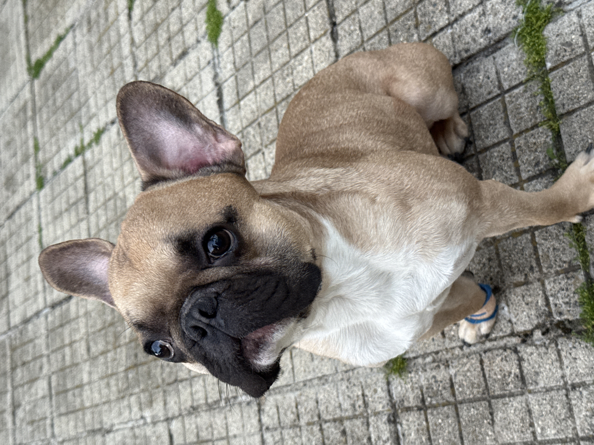 The image displays a fawn-colored French Bulldog seated on a paved outdoor surface in Klisura, Bulgaria. The dog presents a light tan coat with a prominent white blaze across its chest and chin. Its head is tilted slightly upward and to the left, with its dark eyes directed in that same upward trajectory. The dog possesses distinct, erect ears and a dark muzzle and nose. A blue and tan band is observed encircling the dog's left front paw. The ground consists of light grey, square-patterned concrete or stone pavers, with dark grout lines. Minimal green vegetation, identified as moss or weeds, is visible within the crevices of the paving. The scene is illuminated by natural, diffuse daylight.