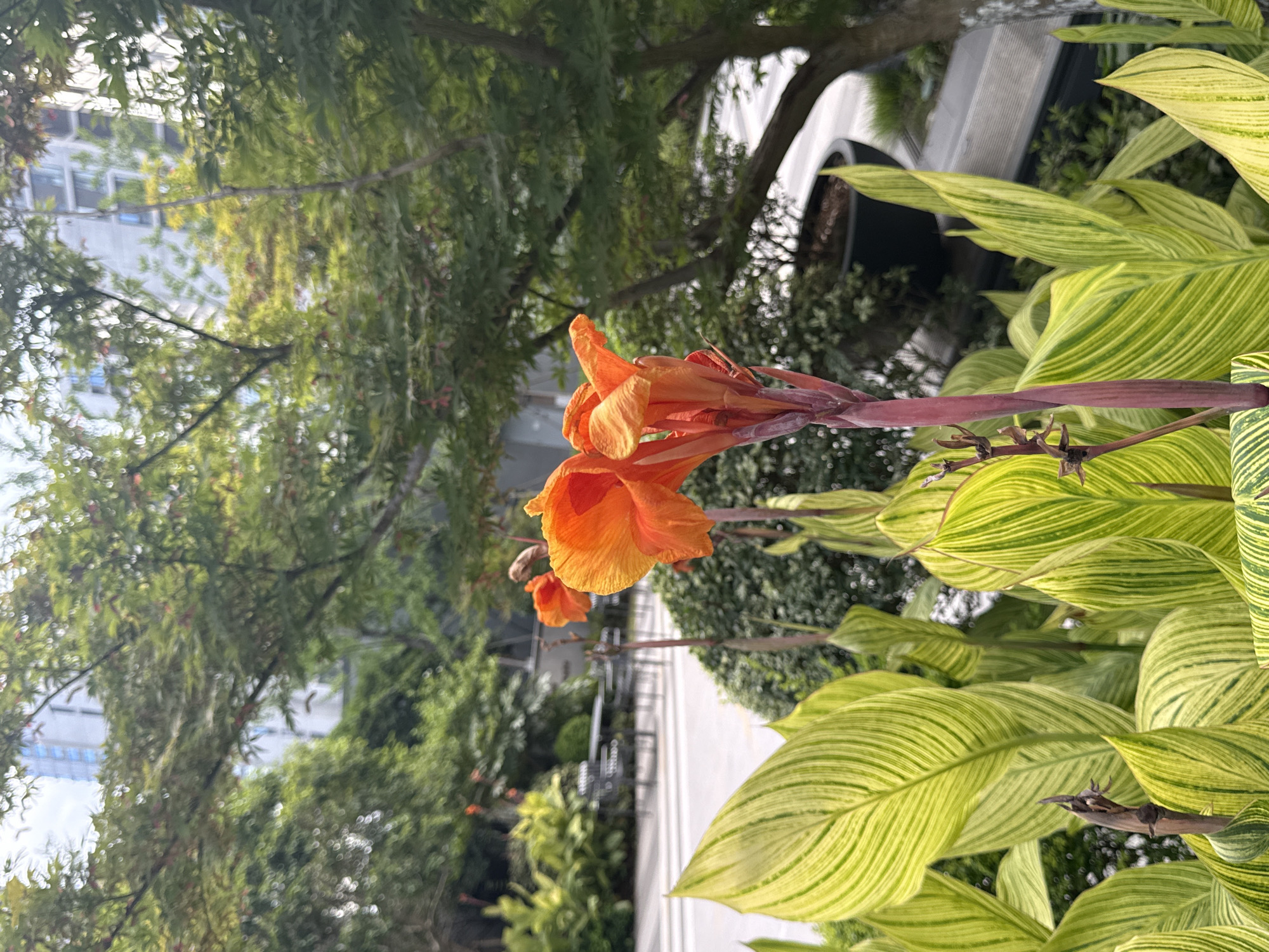 The image captures an outdoor scene with vibrant flora in the foreground. Two bright orange Canna lily flowers are in bloom on a reddish stem, with their ruffled petals unfurling. These flowers are surrounded by large, variegated green and yellow leaves, which dominate the lower half of the frame. In the background, a variety of green bushes and trees create a lush, natural setting. Beyond the foliage, a modern building with a white facade and blue-tinted windows is visible, suggesting an urban environment. The overall atmosphere is one of serene natural beauty within a contemporary city landscape. This scene is likely located in Yiwu, China, given the context of the request.