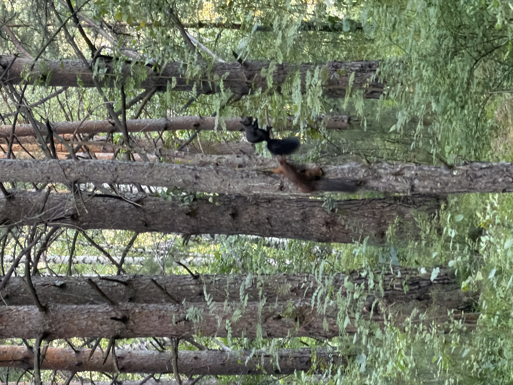 A reddish-brown squirrel is clinging to the side of a tree trunk in a forest. A black squirrel is perched on a branch to the right of the reddish-brown squirrel, holding something small in its paws. The squirrels are in a forest with tall trees and green foliage. The lighting suggests it is daytime. This image is likely from Krasnoyarsk, Russia, given the presence of pine trees common to the region.