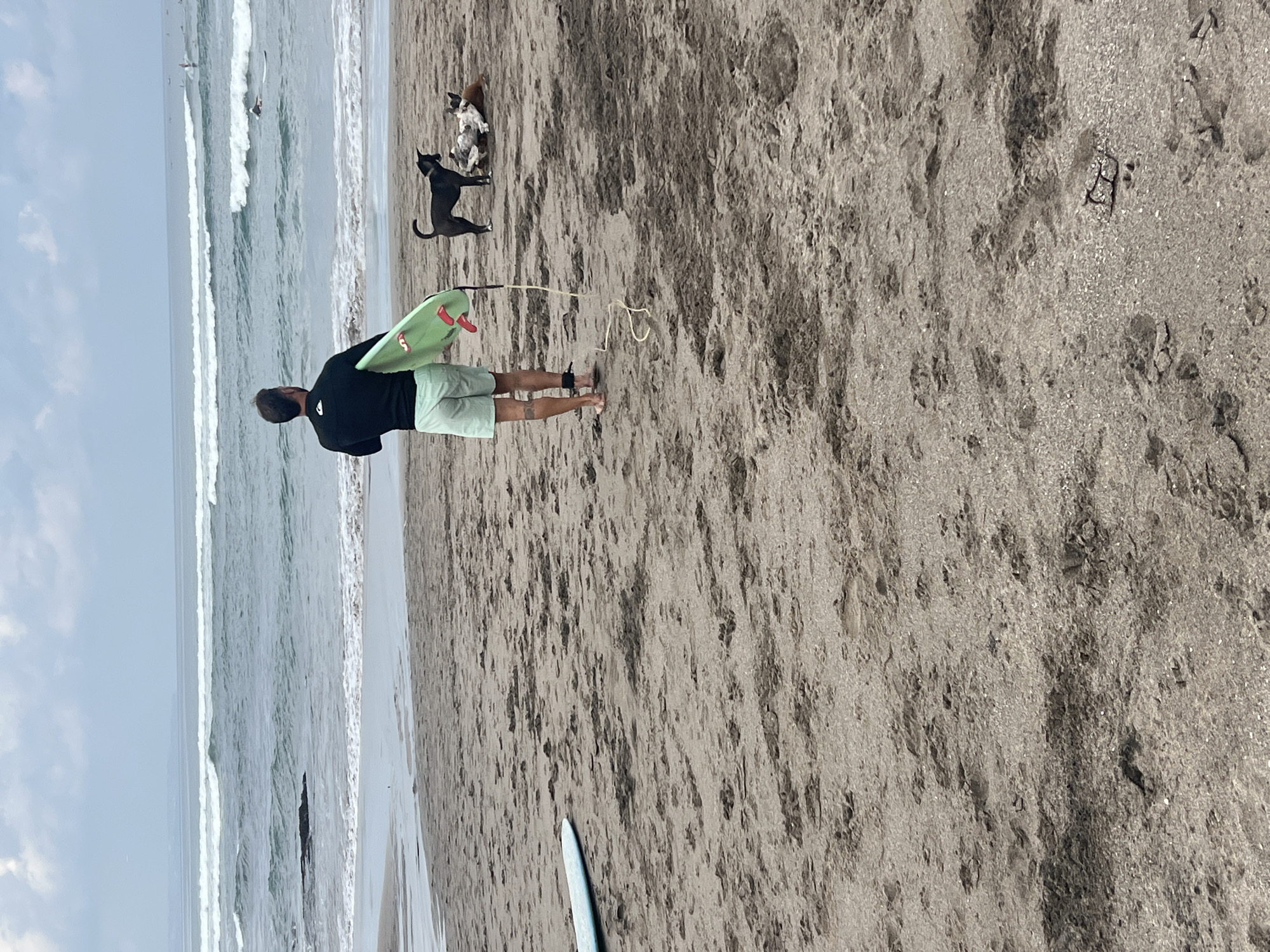 A man in a black wetsuit top and light green shorts stands on a sandy beach, holding a light green surfboard. His back is to the camera, and he is facing the ocean. Two dogs, one black and one white and brown, are lying on the sand near him. In the distance, waves are breaking, and several surfers are visible in the water. Another surfboard is lying on the sand to the left of the frame. The sky is overcast. The scene is likely at a beach in North Kuta, Indonesia.