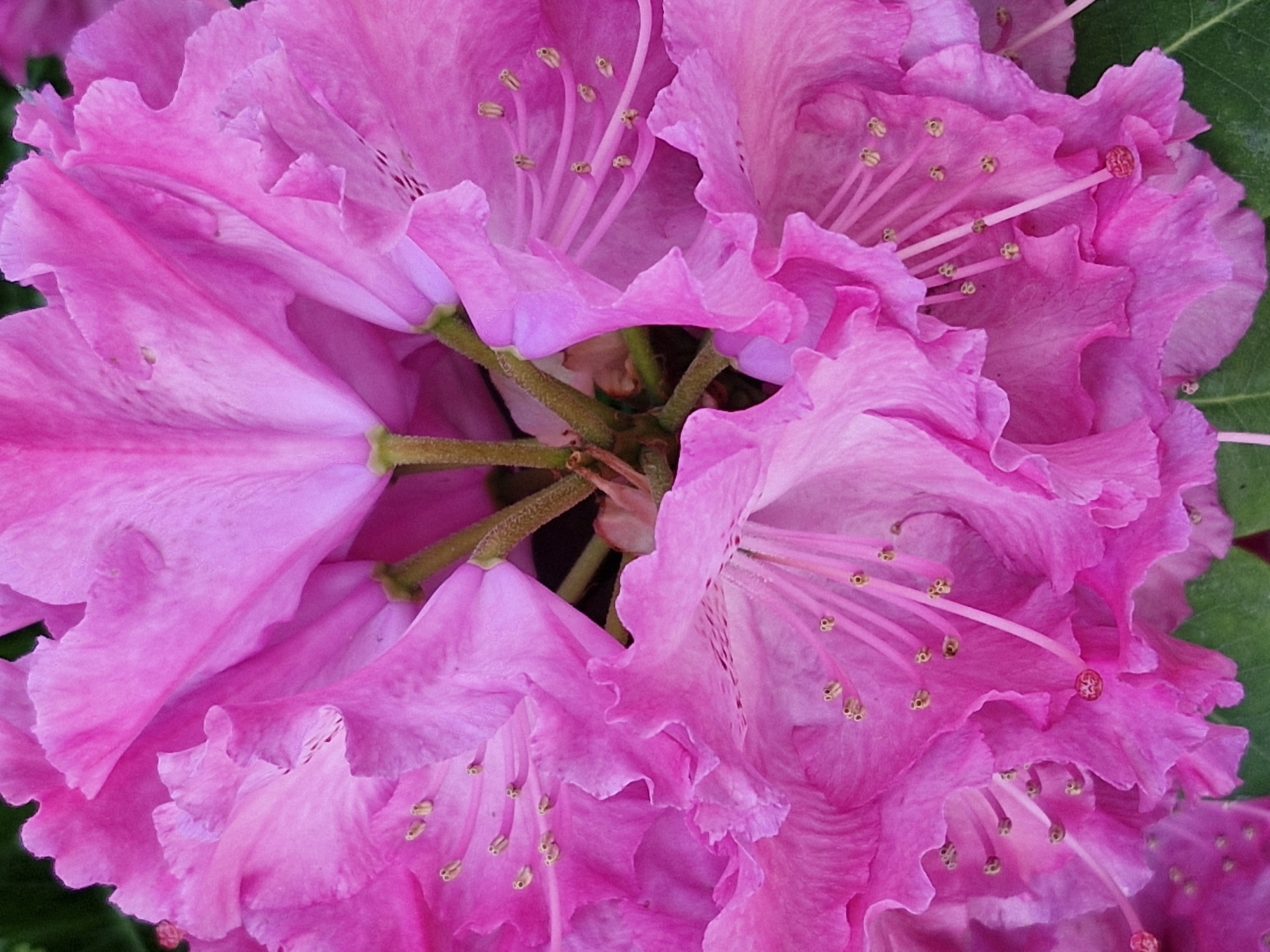 A close-up, overhead shot captures the intricate details of multiple bright pink rhododendron petals. The petals, with their ruffled edges, are arranged in a circular, symmetrical pattern, revealing numerous delicate stamens with yellowish pollen. The center of the flower, where the petals converge, is a vibrant pink. The background is a blur of dark green leaves, suggesting an outdoor setting. There are no people or man-made objects visible in the image.