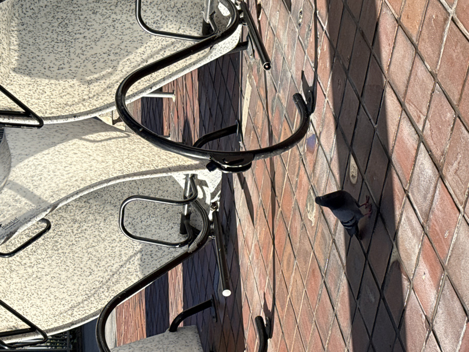 A pigeon walks on a diamond-patterned, red-brown brick surface alongside stacked outdoor tables and chairs. The tables are round with white speckled surfaces, and the chairs feature black metal frames. Harsh sunlight creates strong shadows.